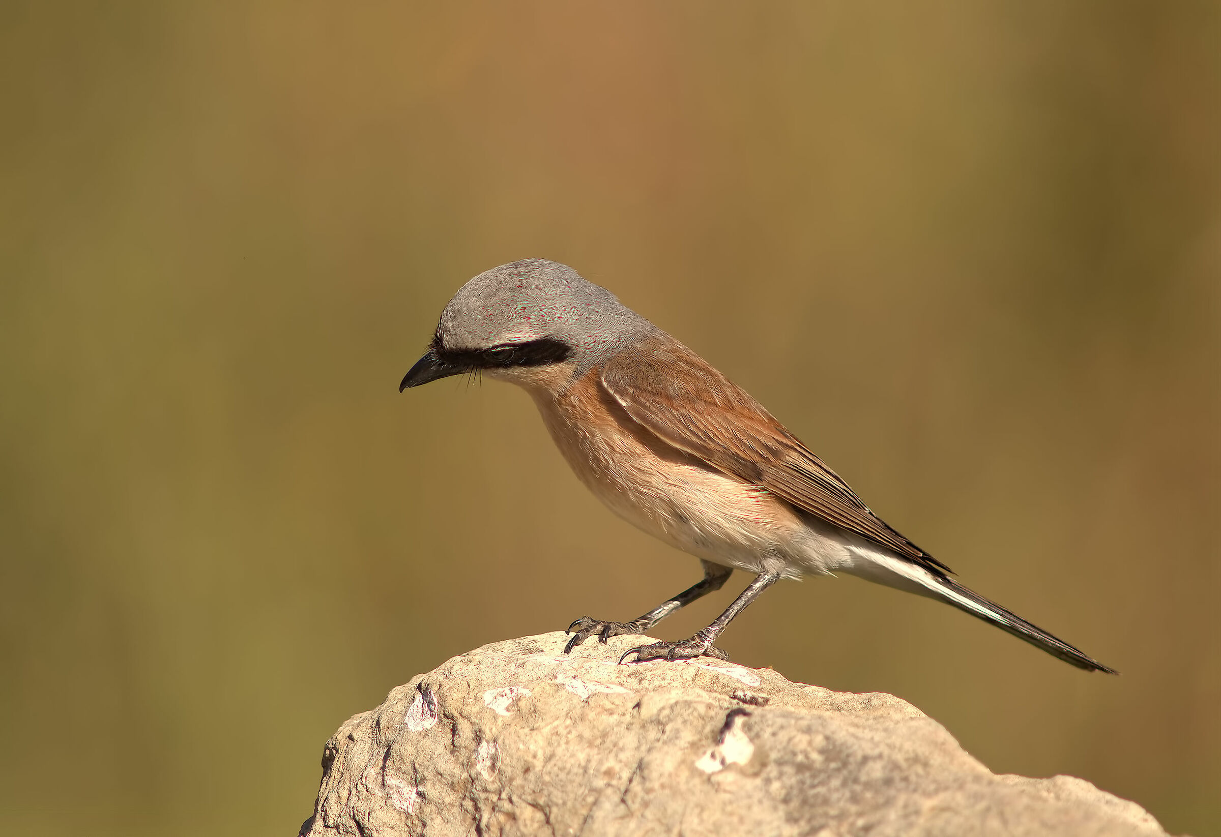 Averla piccola maschio