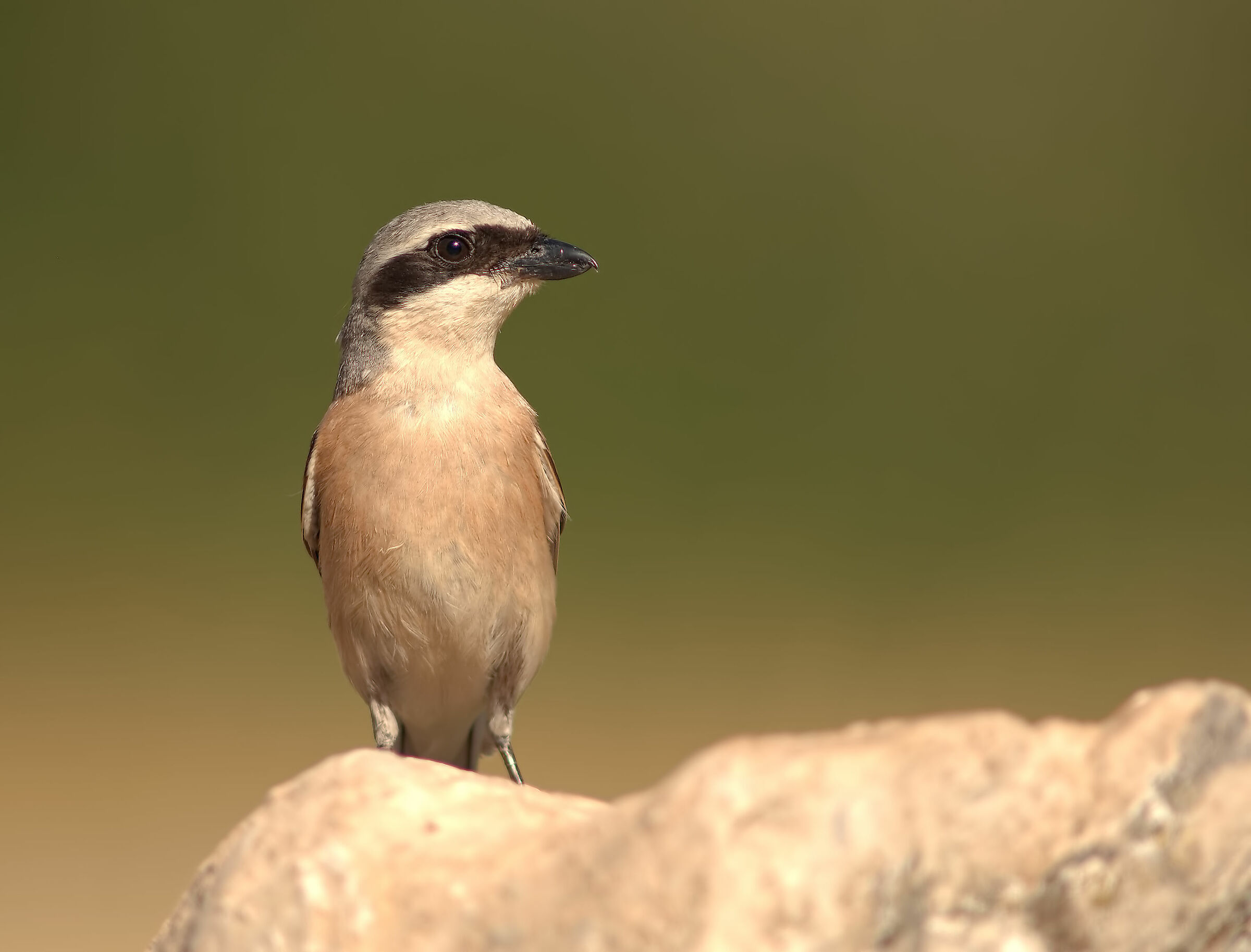 Averla piccola maschio