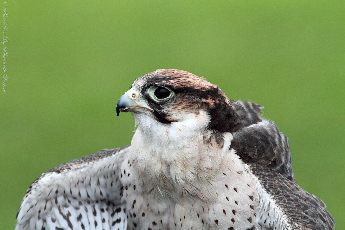 Peregrine Falcon (Falco peregrinus)