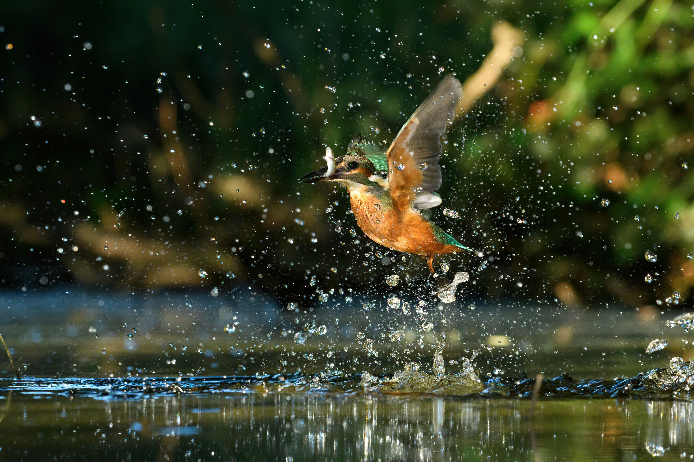 Mille bolle e un Martino ...