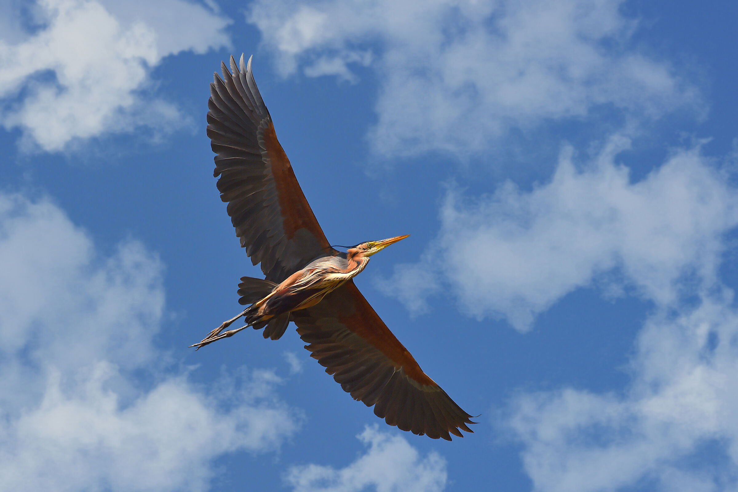 Felice di stare lassù