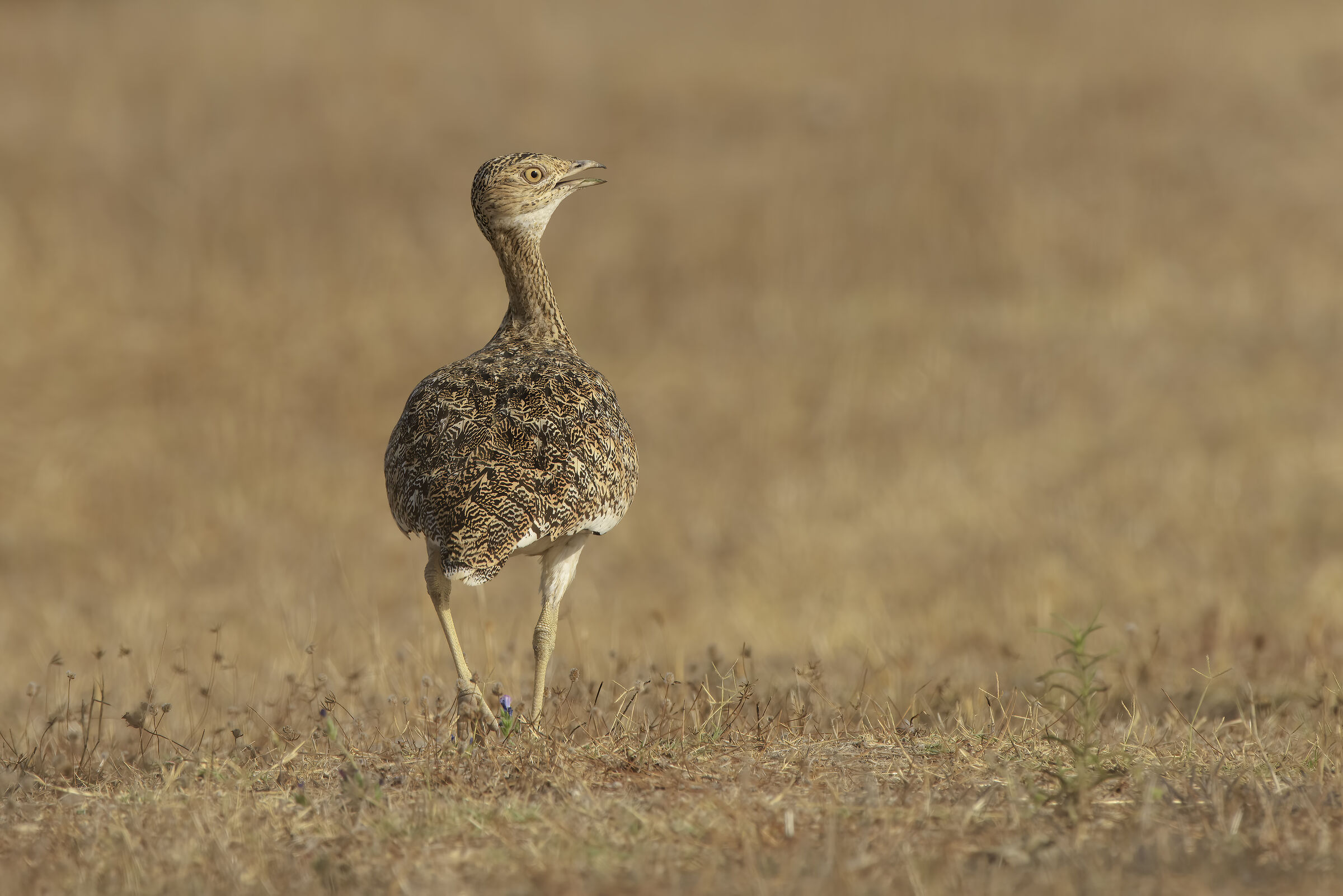 female prataiola hen