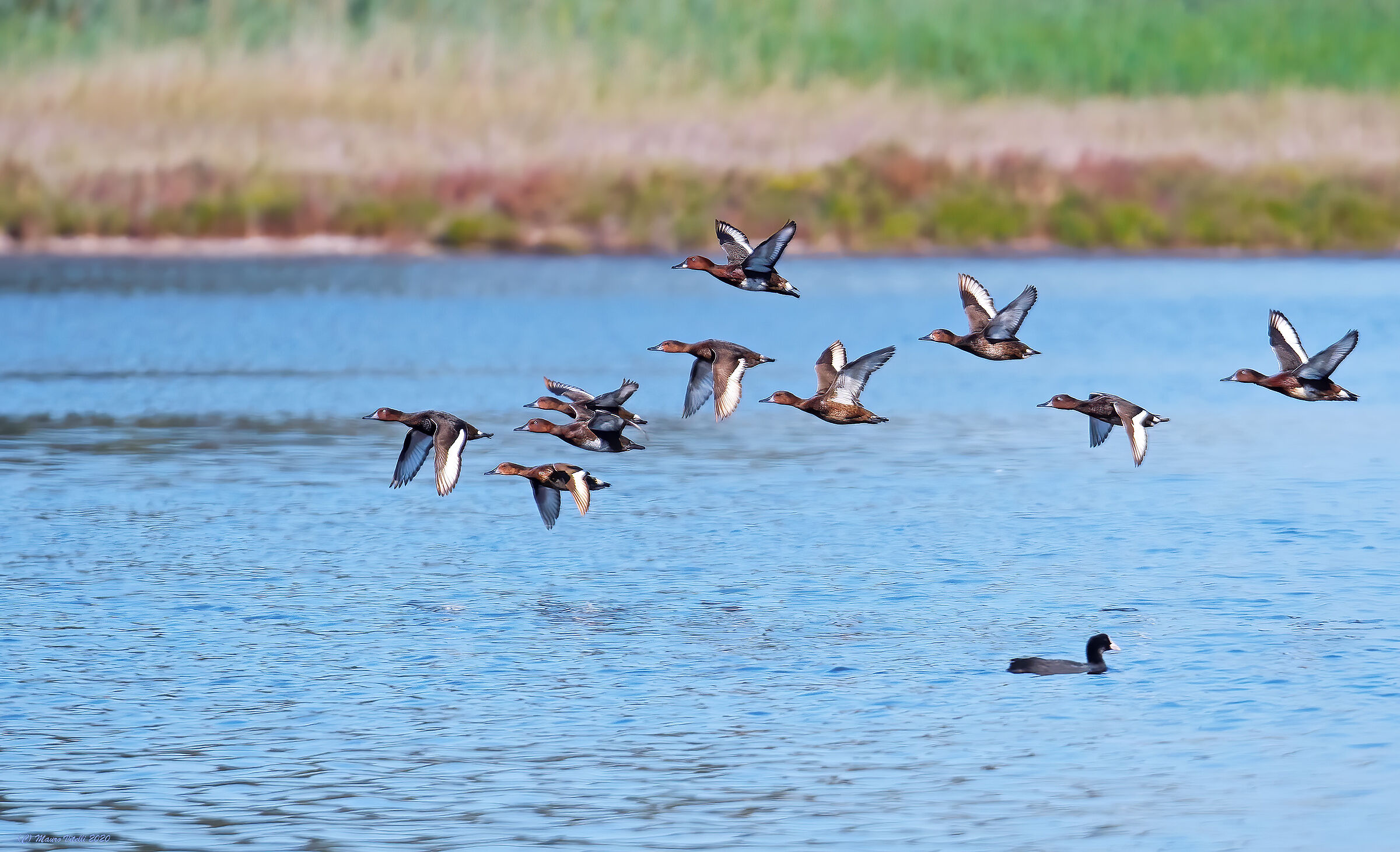 Morette Tabaccate (Aythya nyroca)