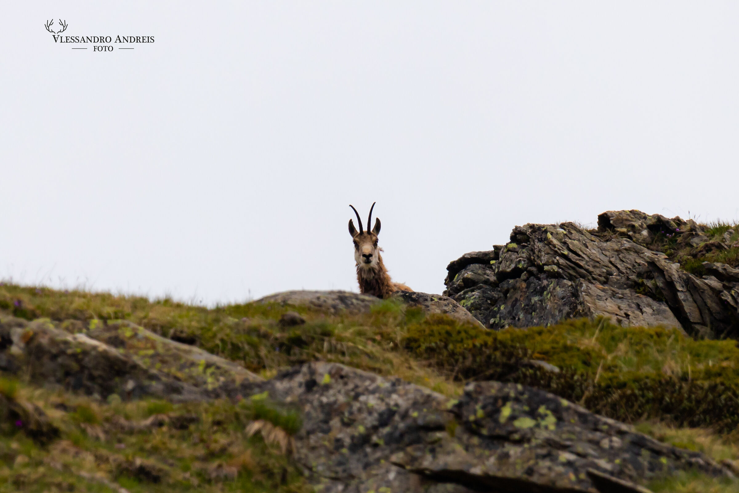 La vedetta del gruppo