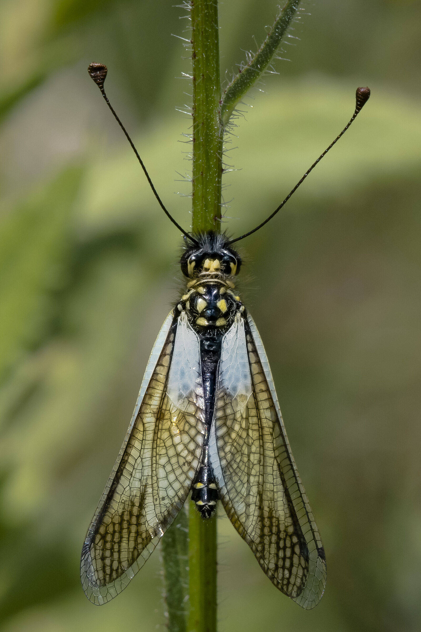 Ascalafo bianco femmina (libelloides coccajus)
