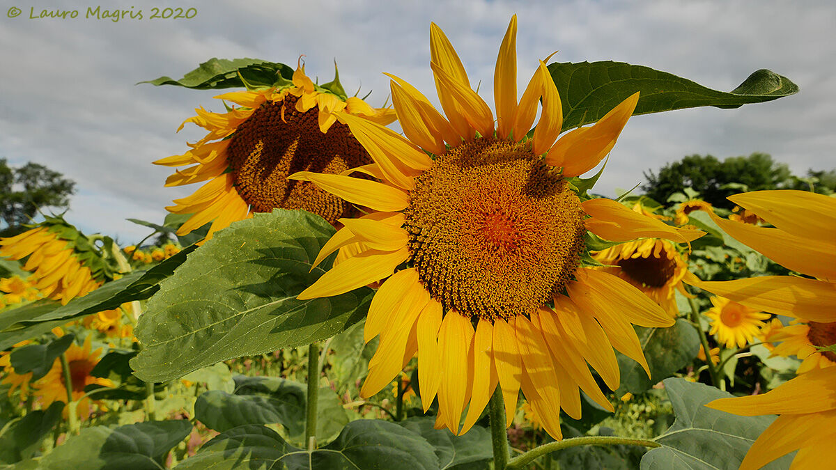 Stretching the petals and leaves
