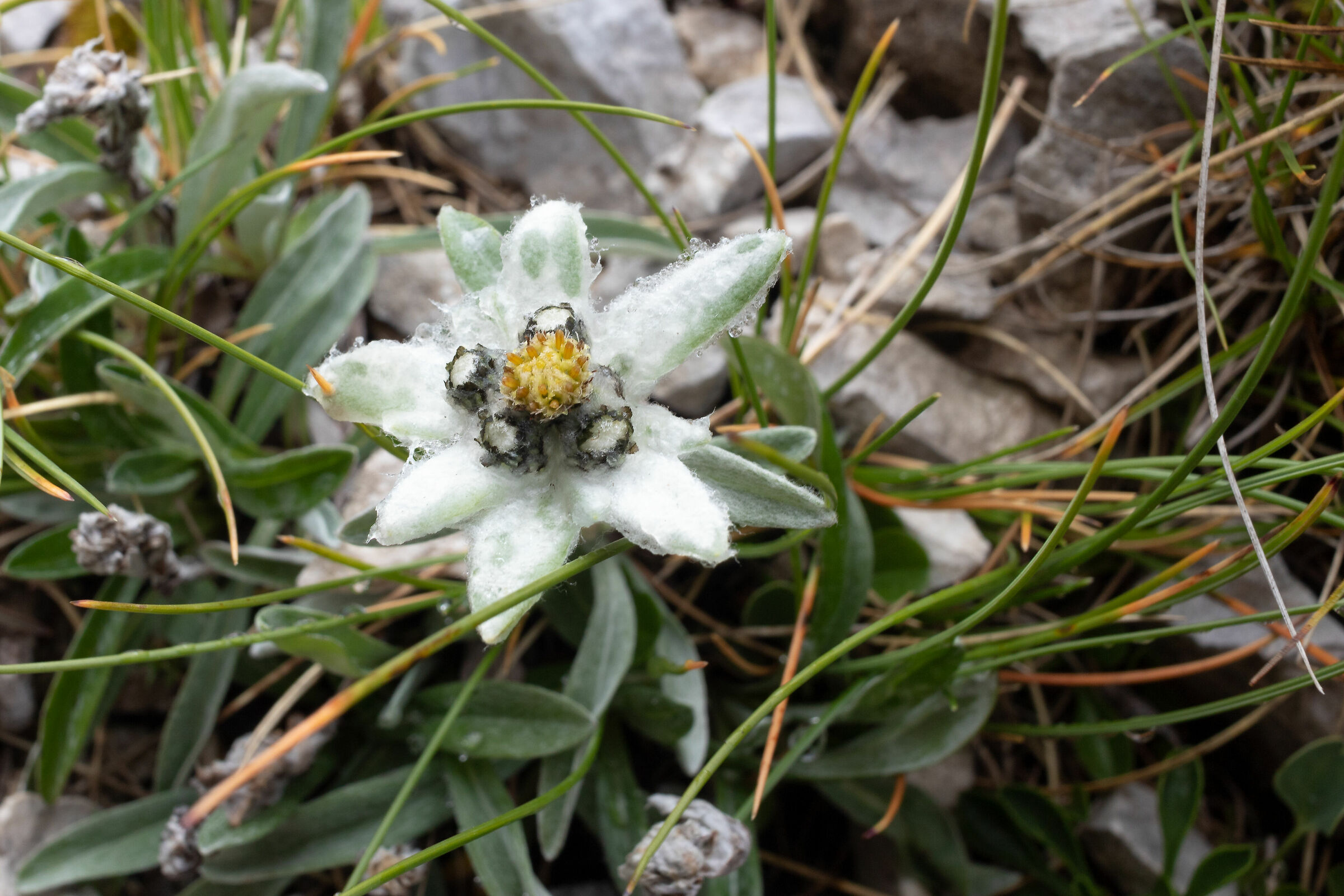 Una stella alpina dell'Appennino (Leontopodium nivale)