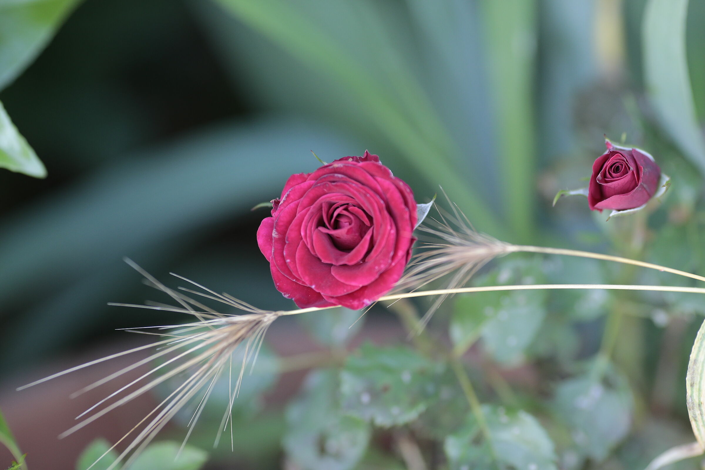 Roses and ears