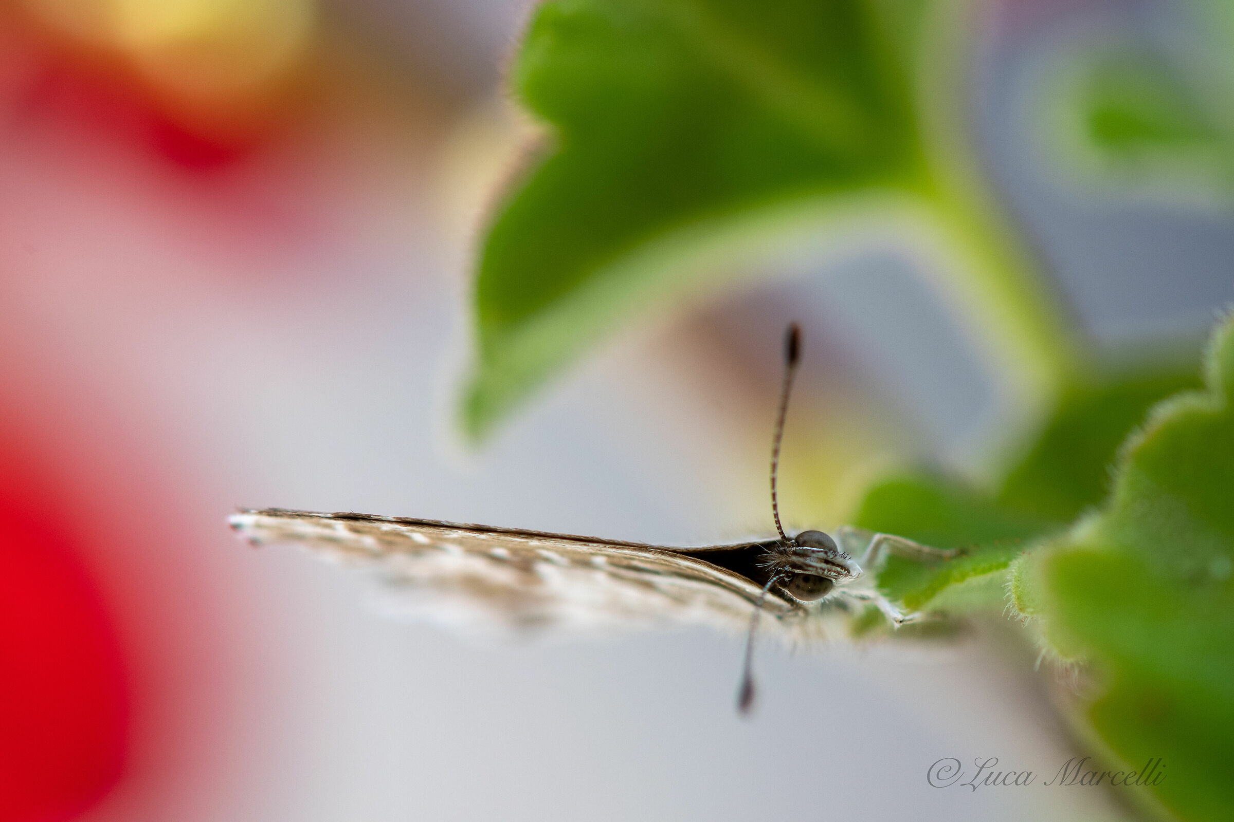 Vertical Butterfly (Rome 2020)