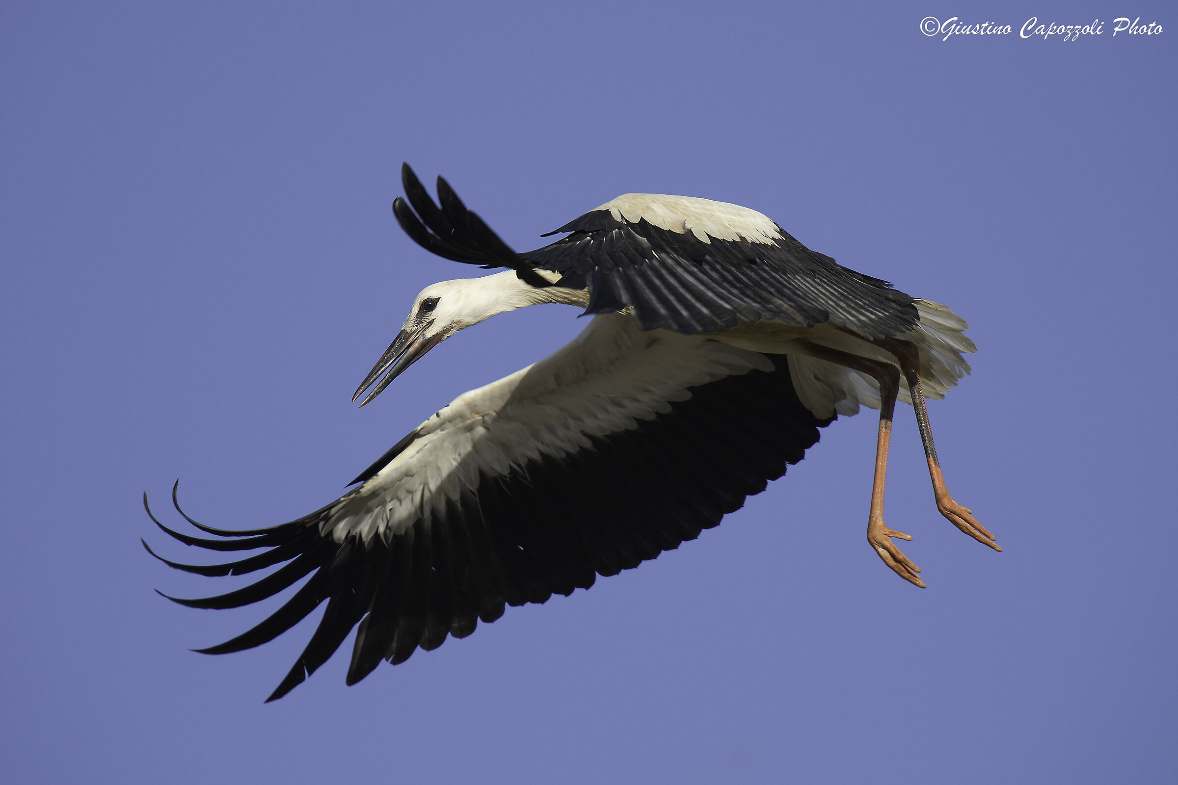 e' arrivata l'ora di volare.