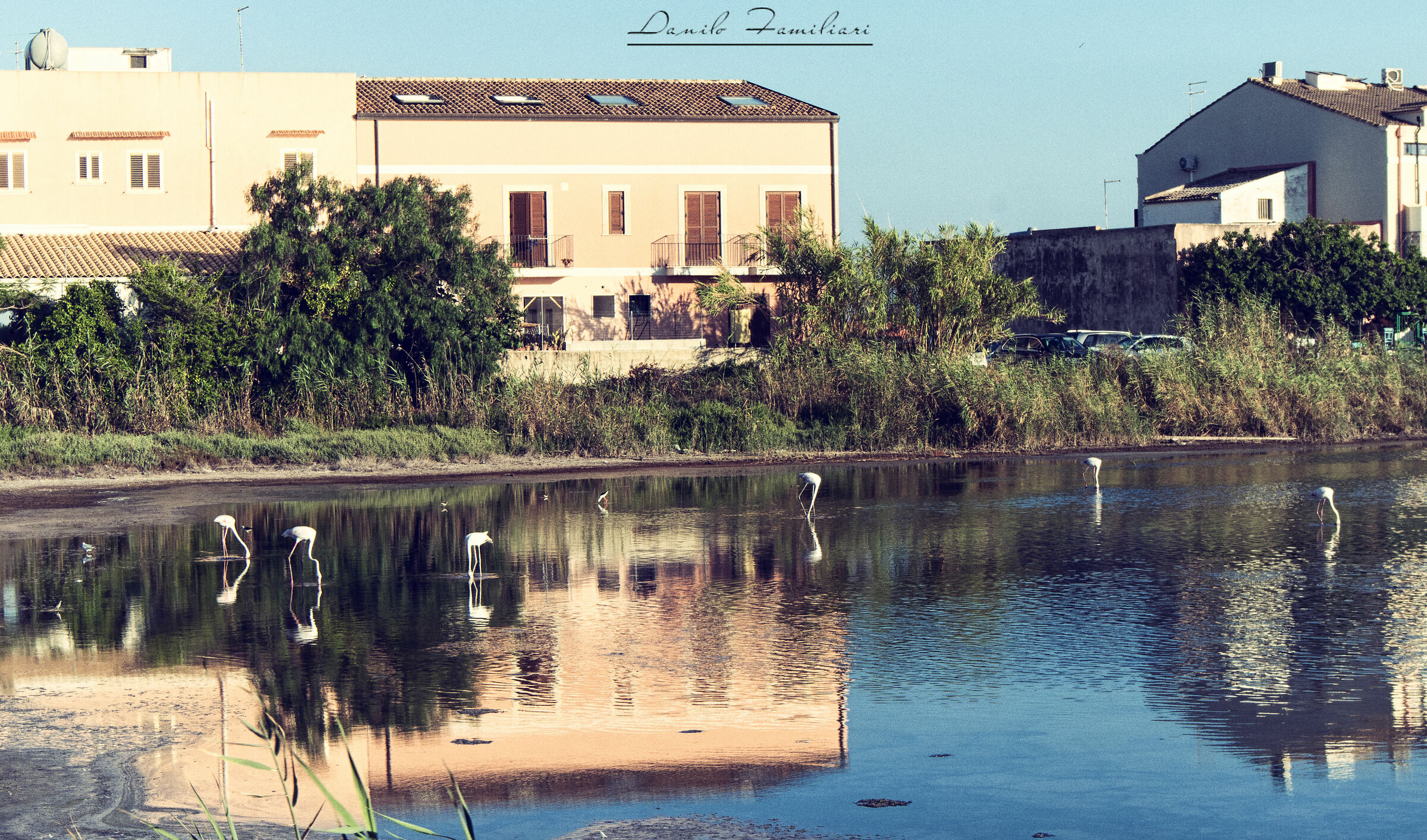 La quiete dei fenicotteri. (Marzamemi)