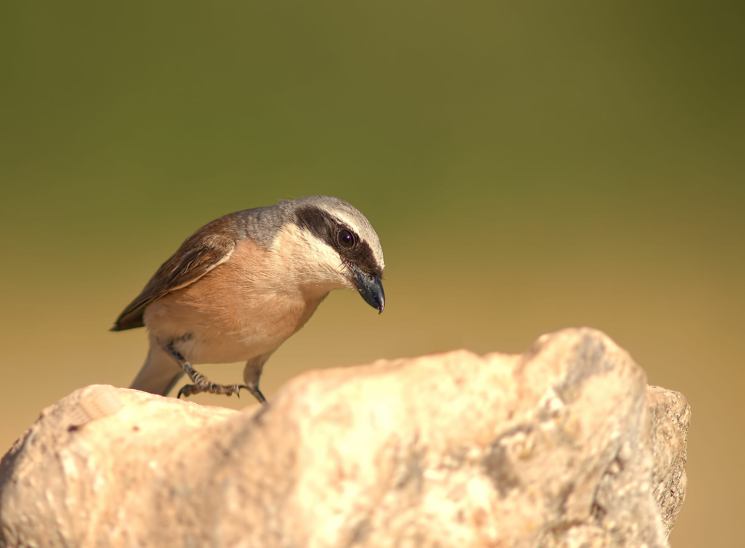 Averla piccola maschio