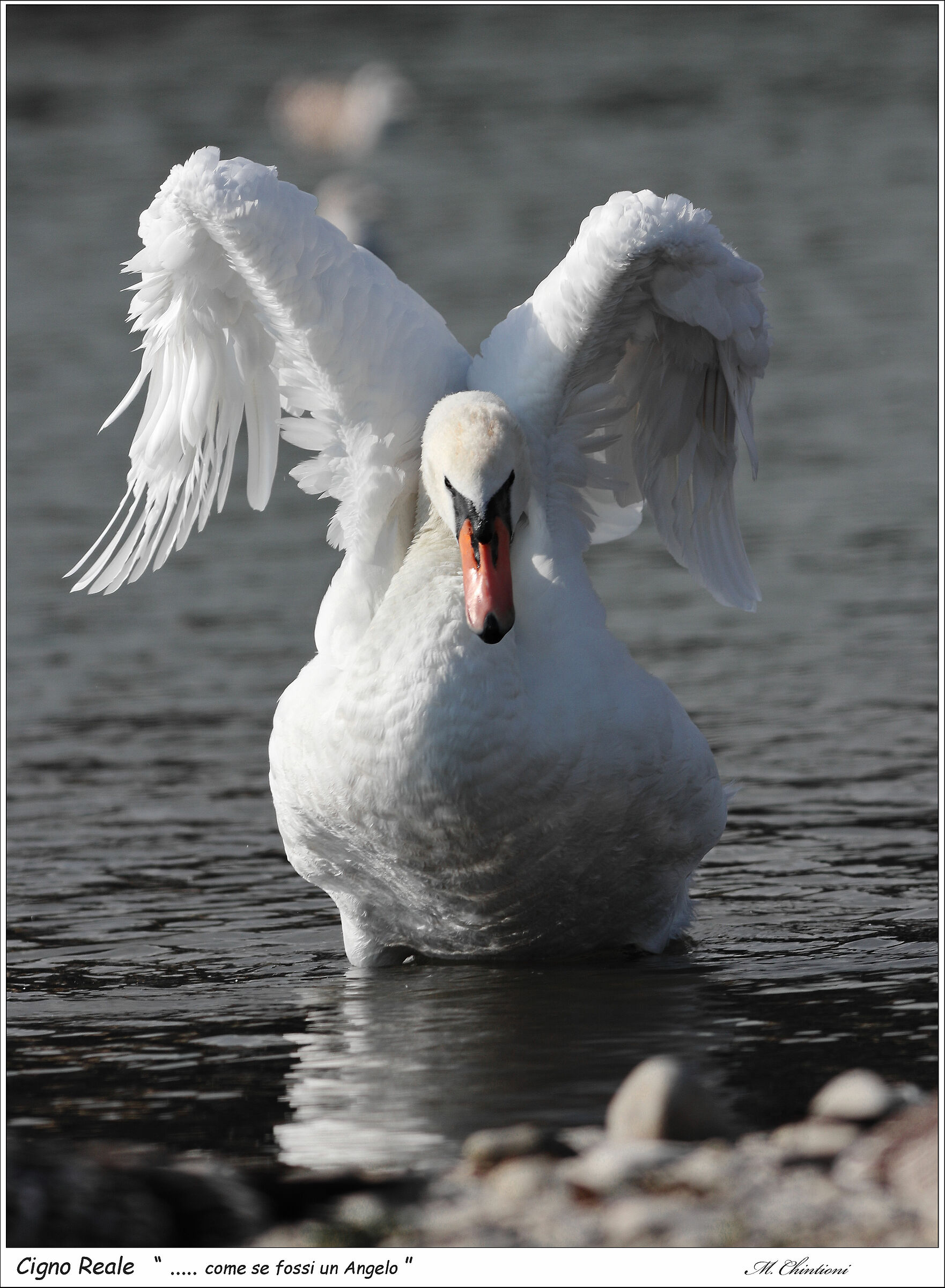 "....come se fossi un Angelo"