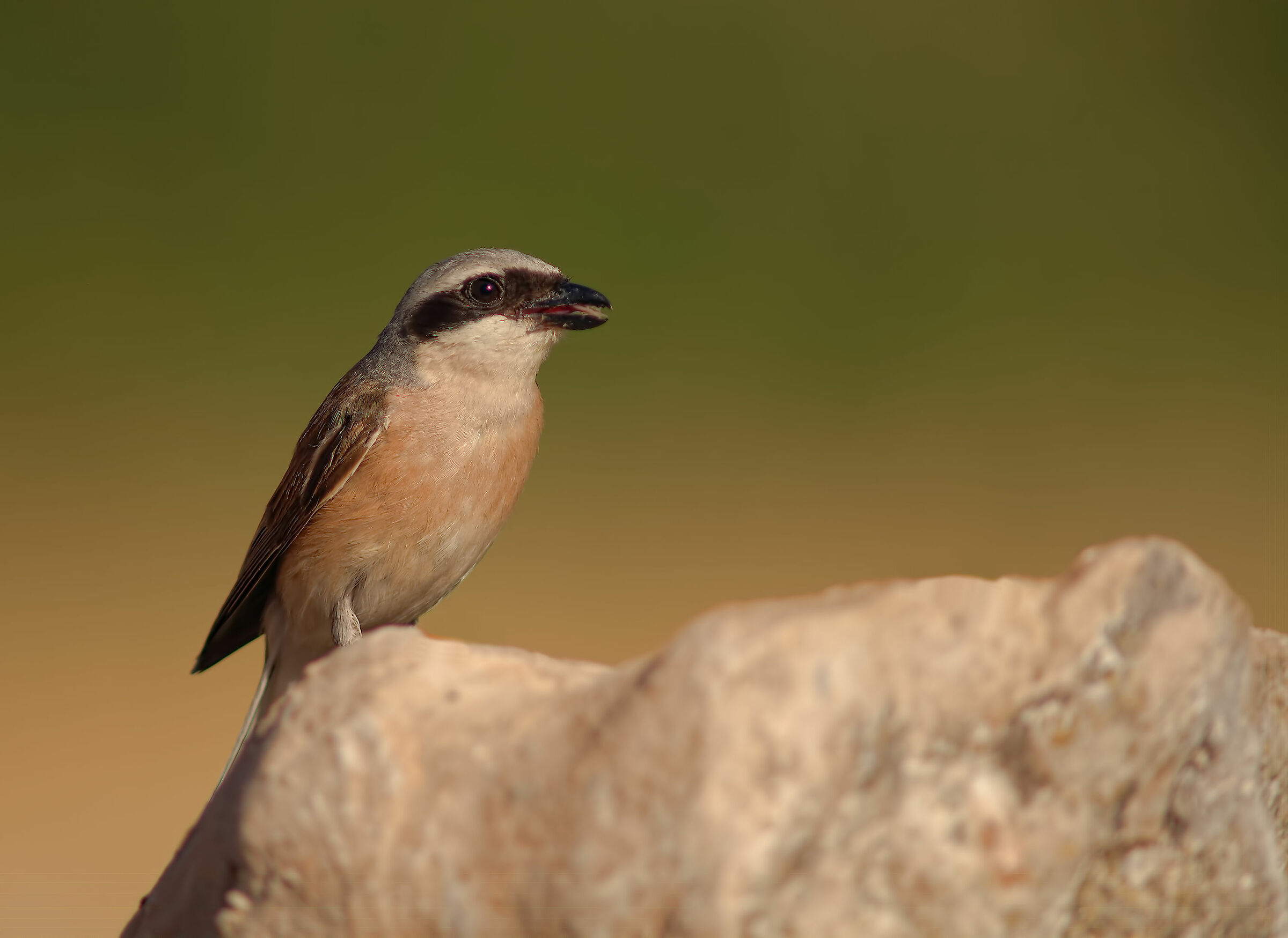 Averla piccola maschio