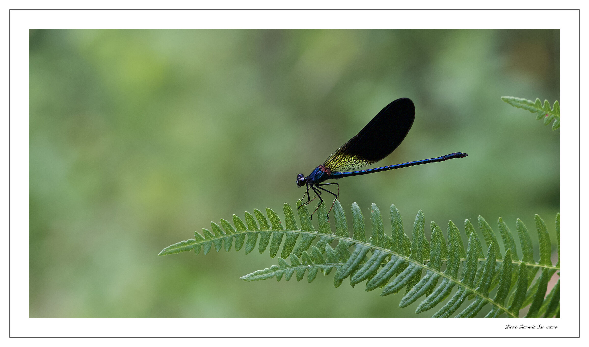 Black dragonfly