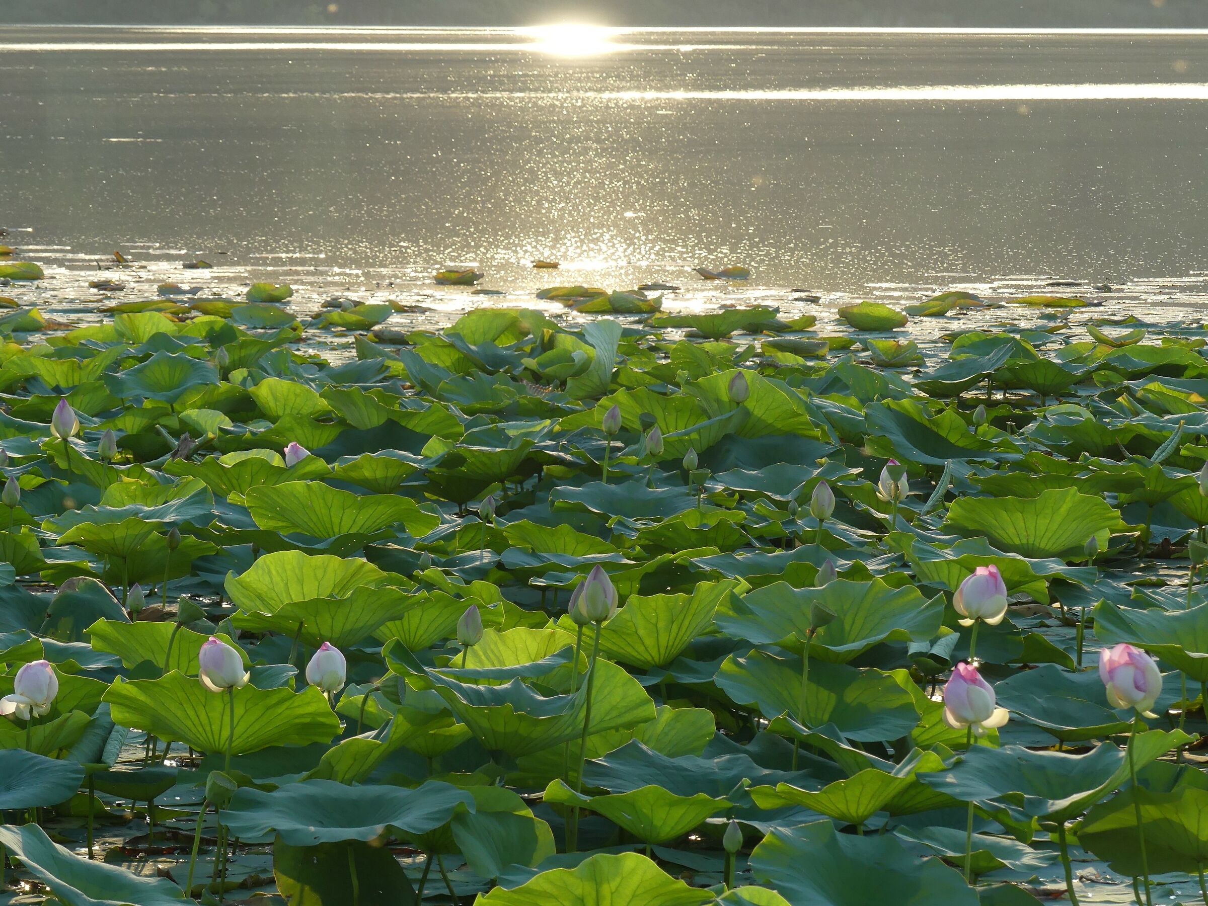 Lotus Flowers