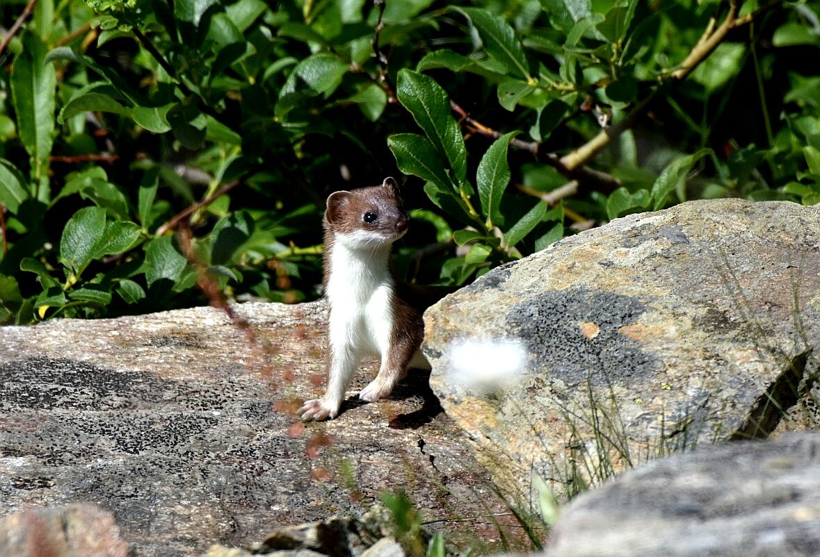 Ermine