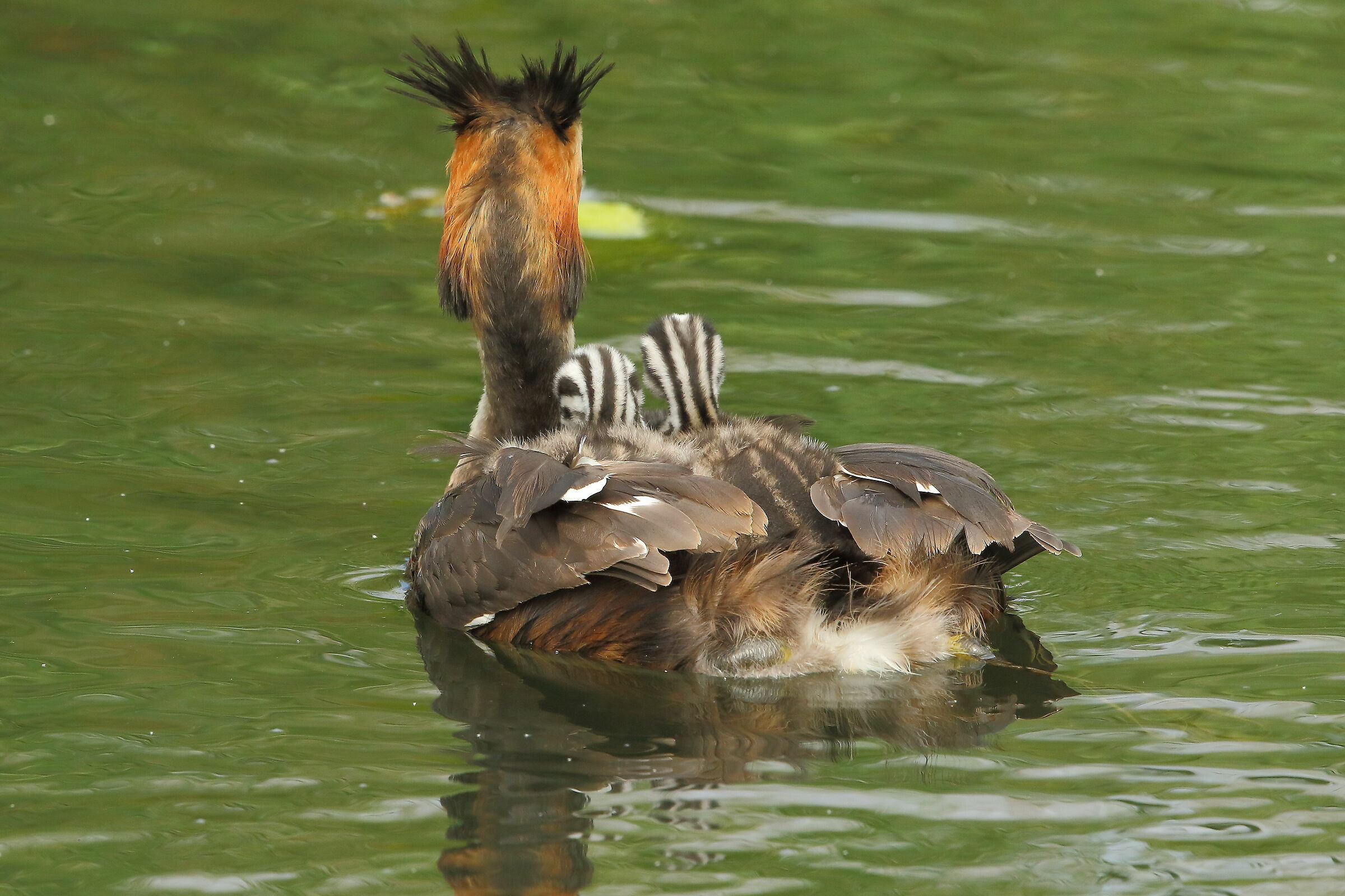 Svasso maggiore con prole