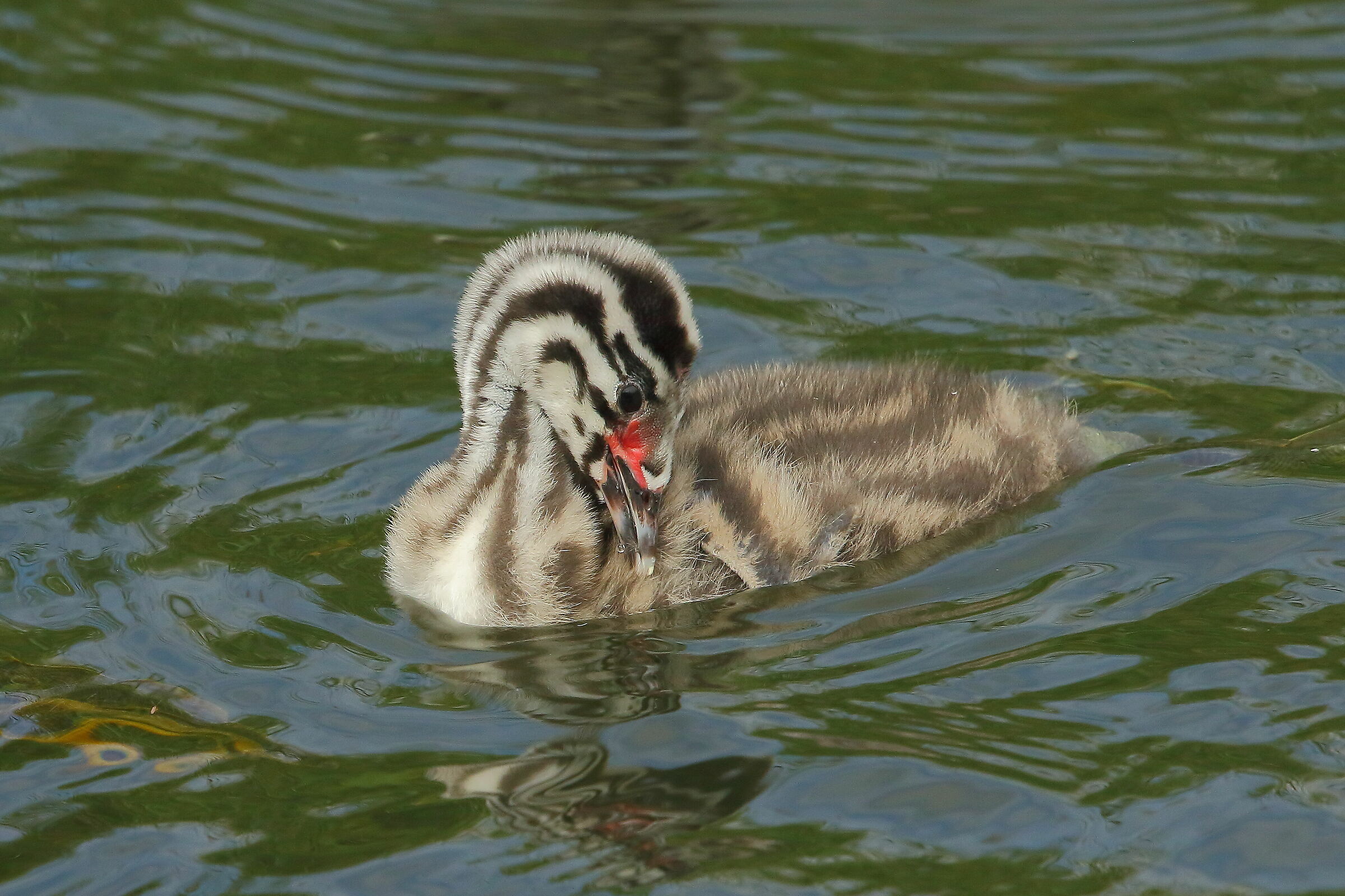 Pullo di svasso maggiore