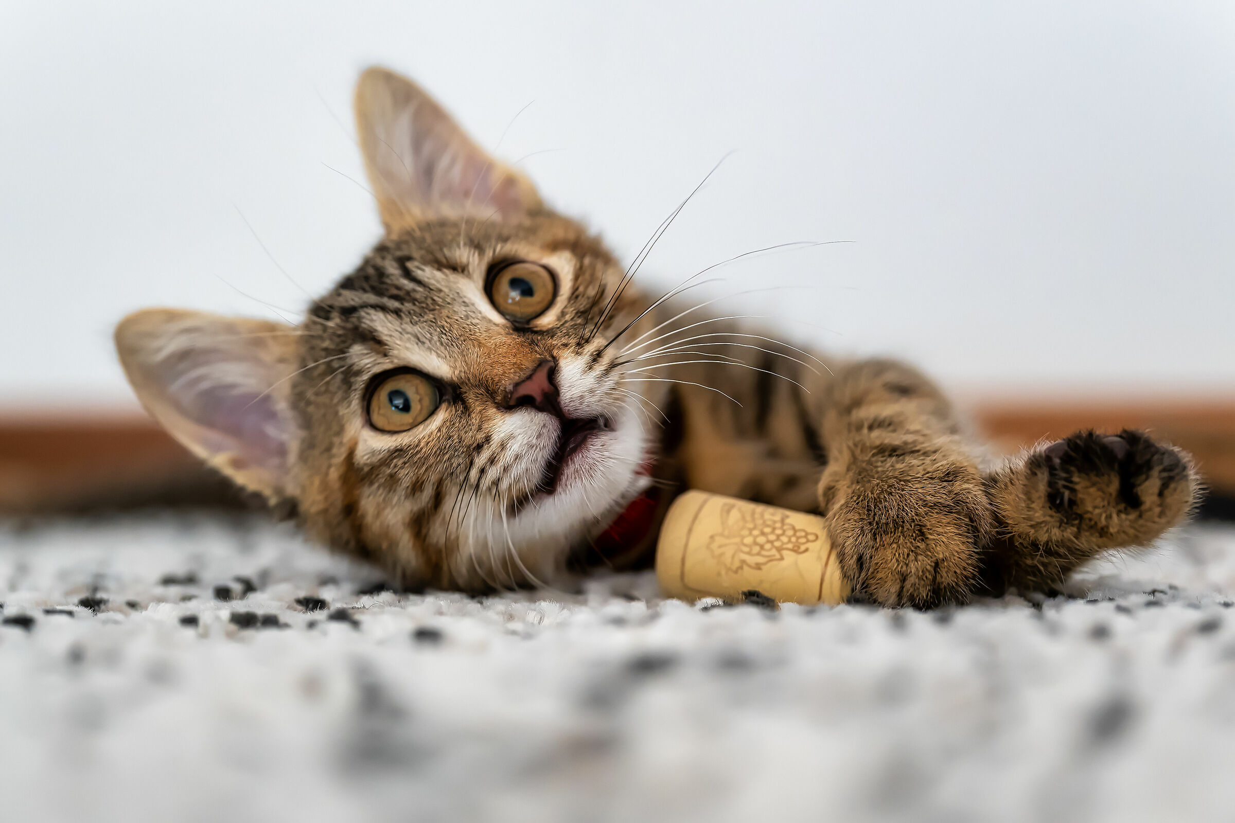 A me piace il vino (solo il tappo)