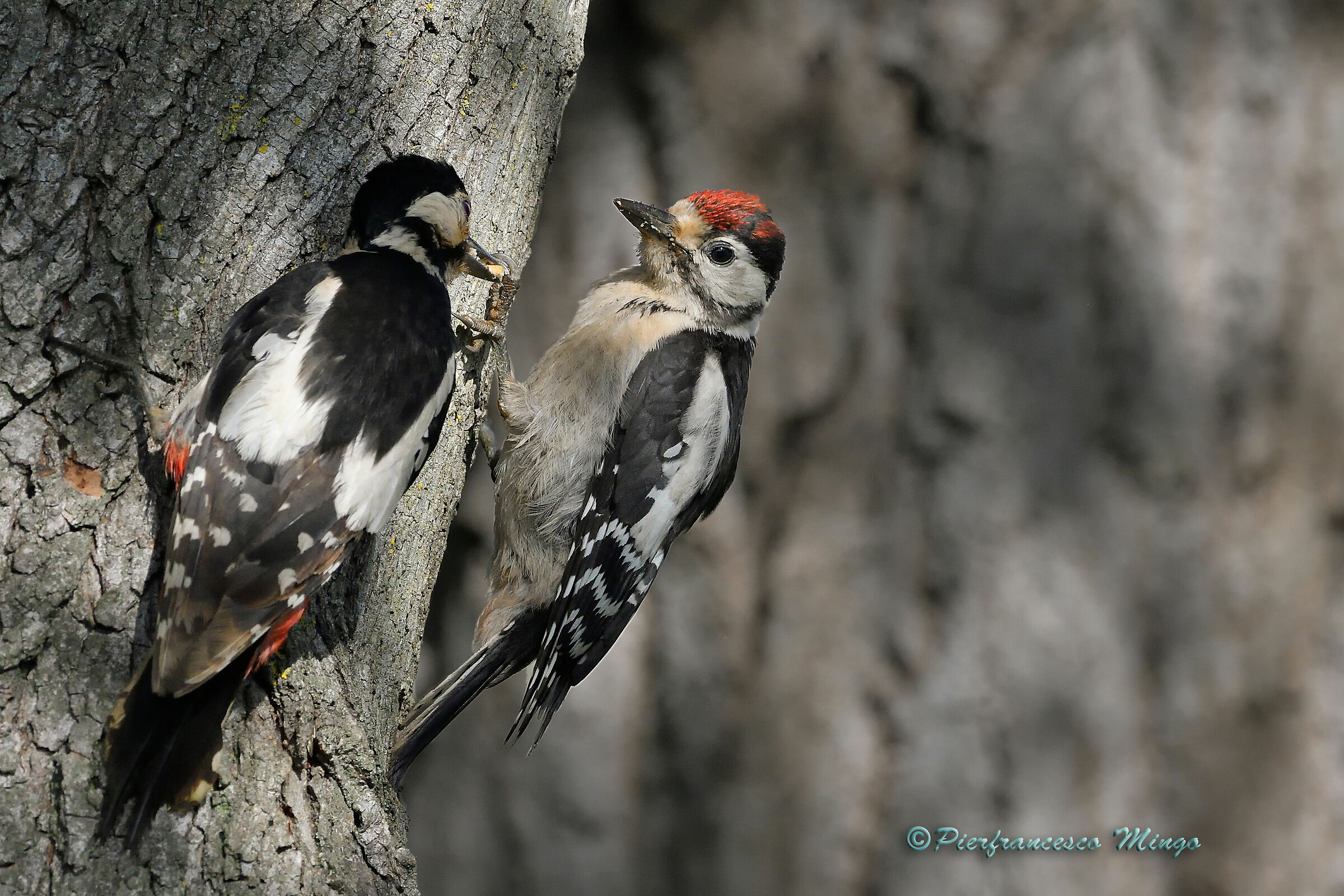 hungry but undecided