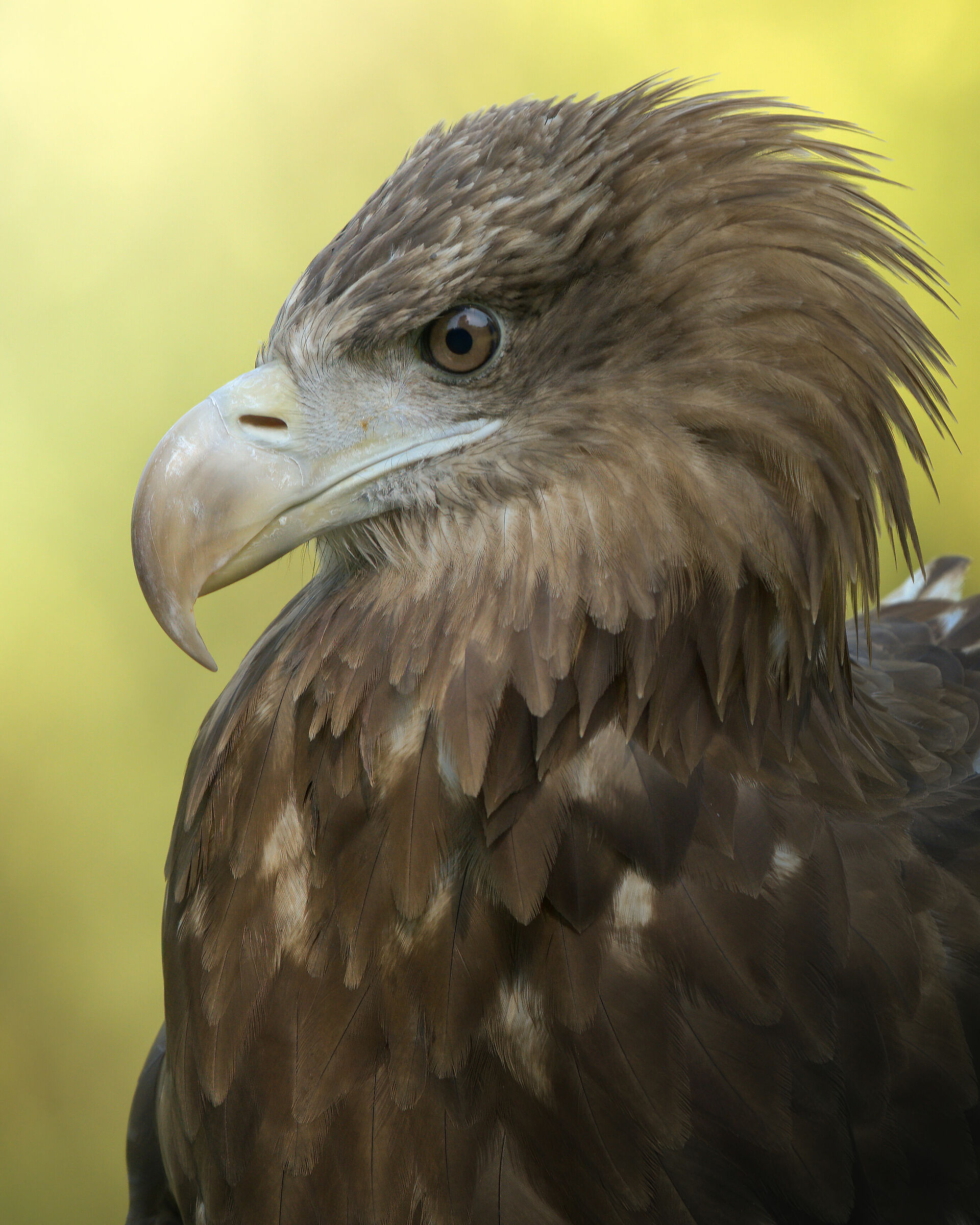 Fisherman's Eagle
