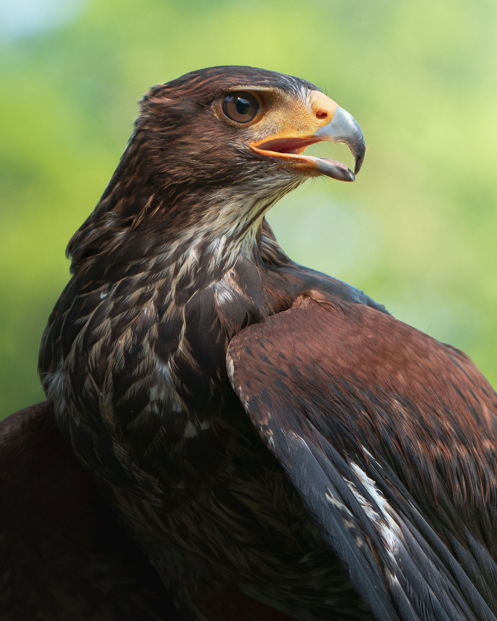 Falcon