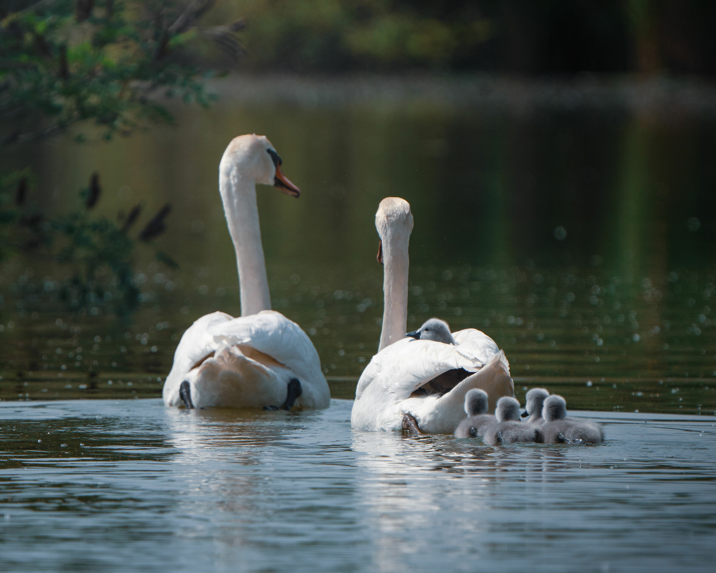 family of swans