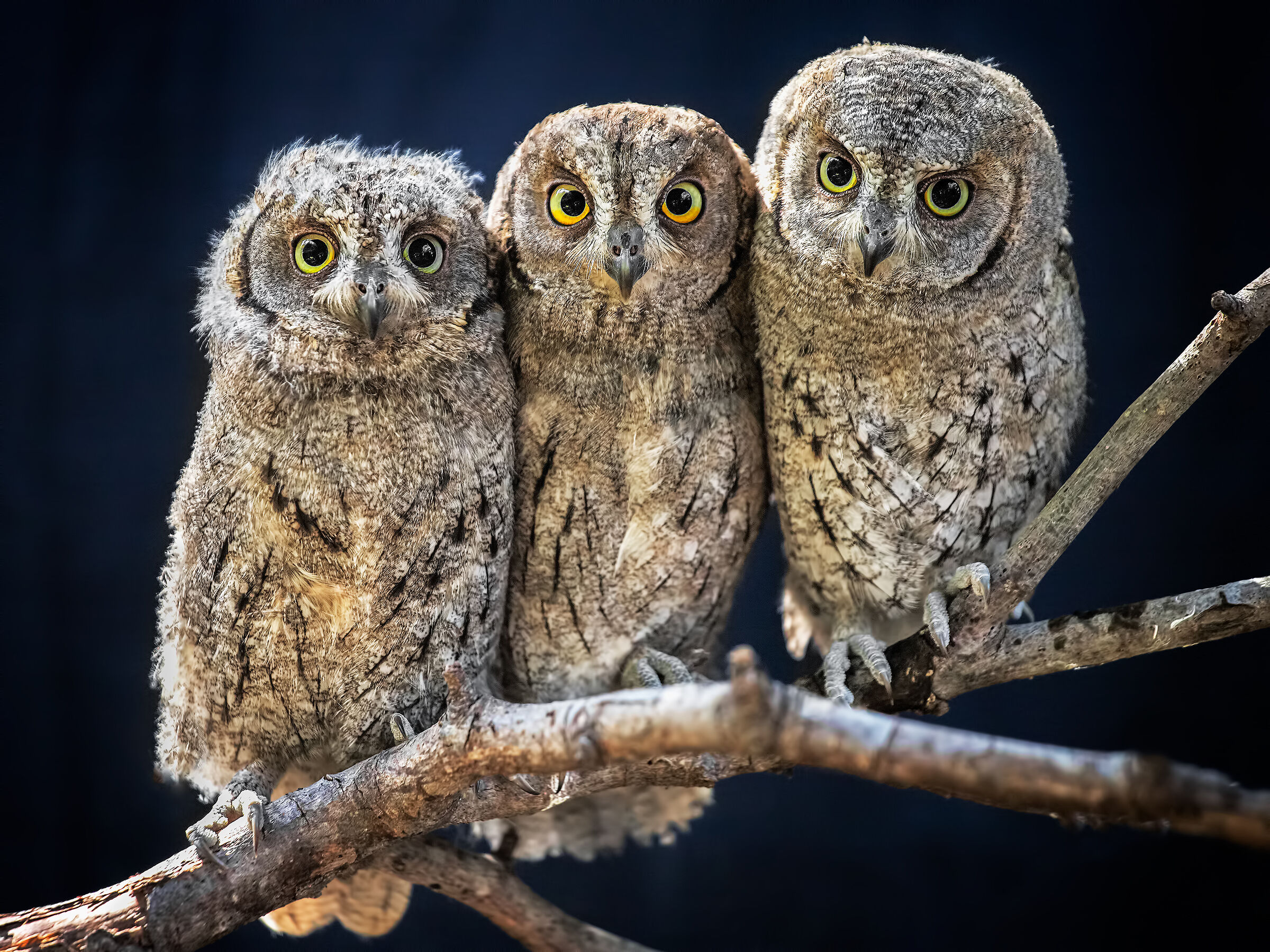 Ambarabà ciccì coccò