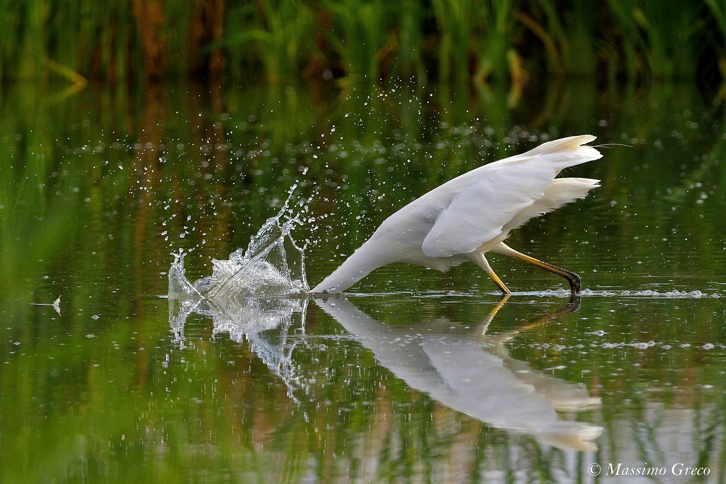 Airone bianco maggiore