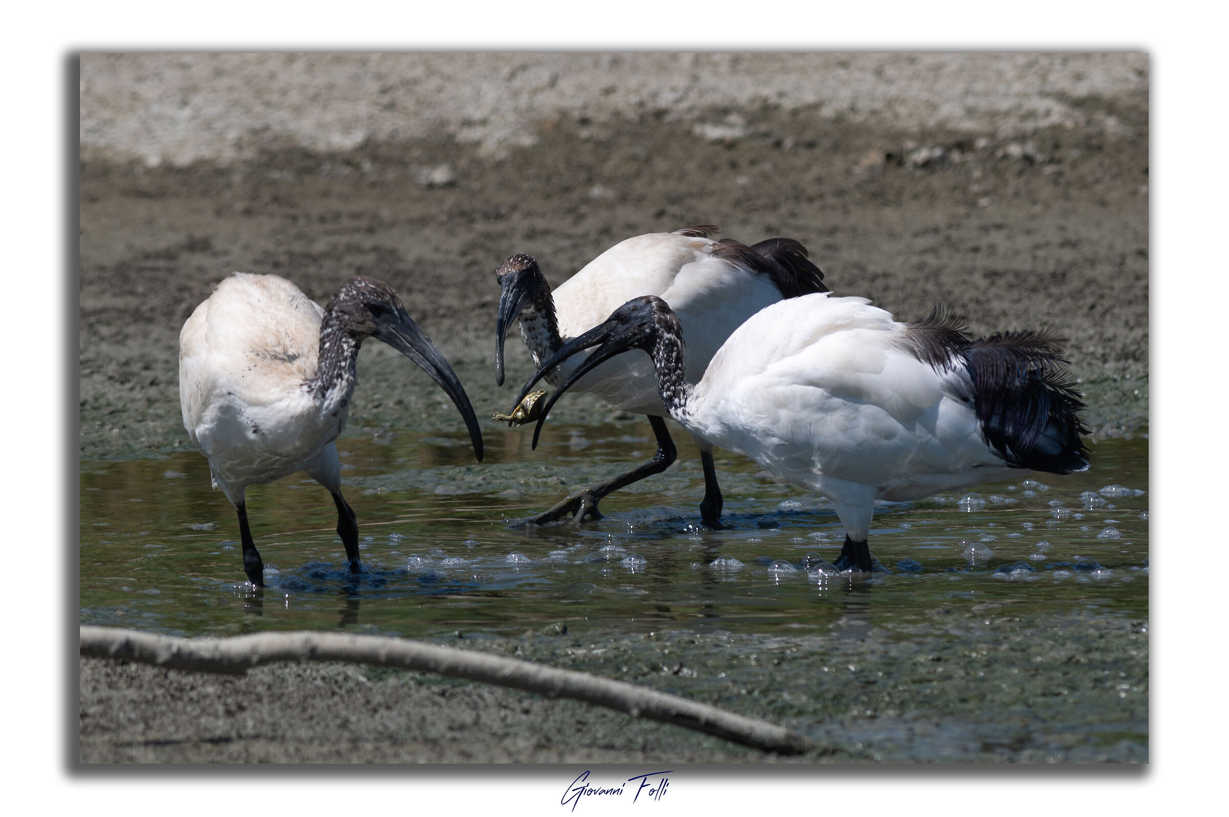 Piana Park - 3 ibis and a turtle