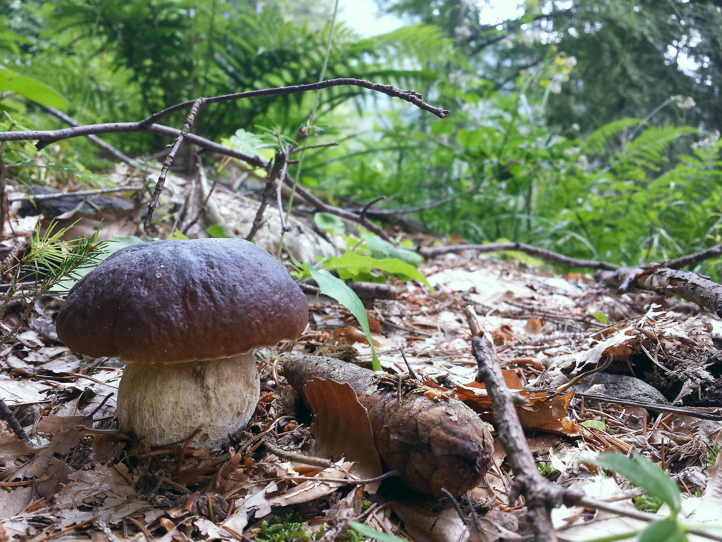 Edulis_Porcino_Boletus