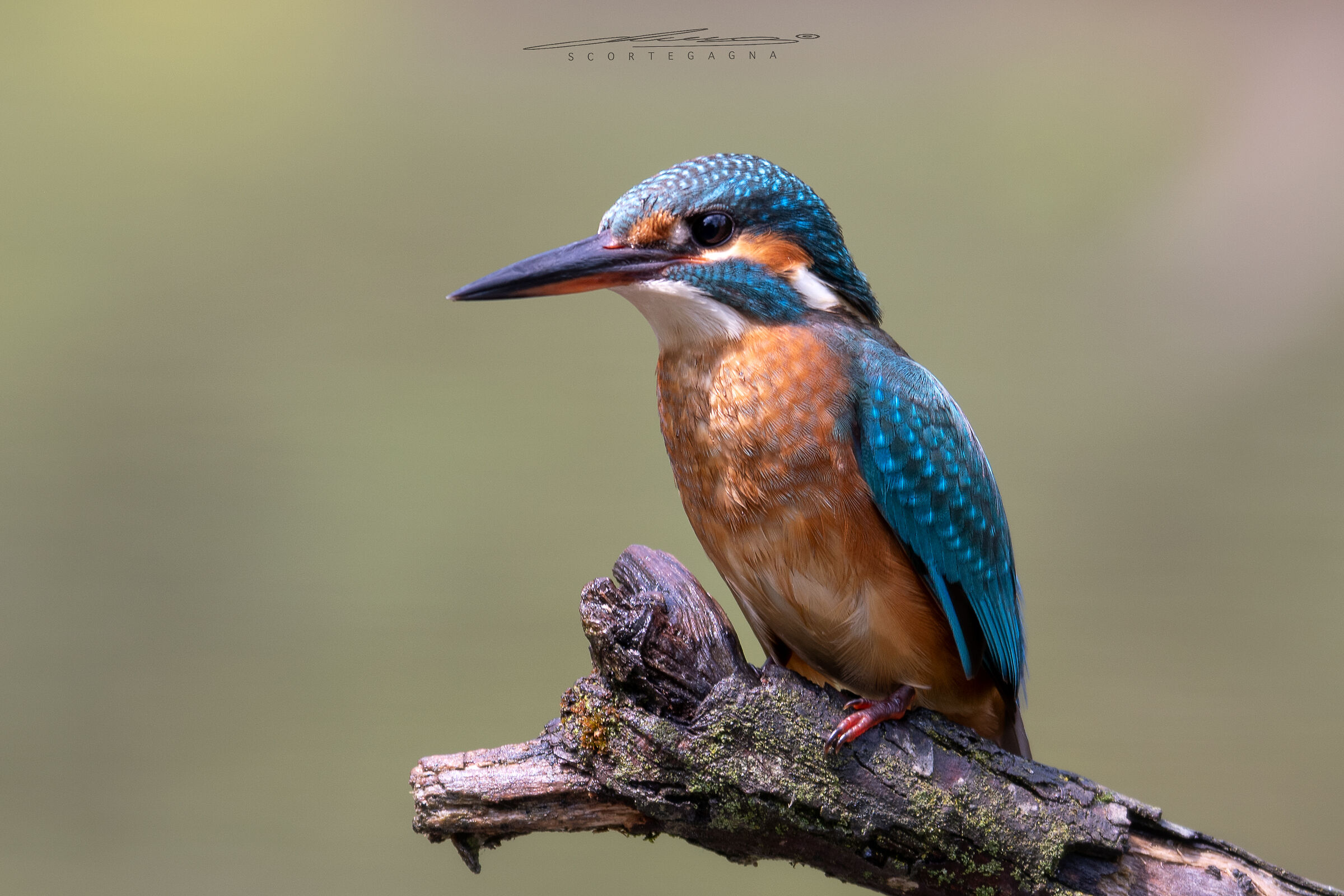 Kingfisher