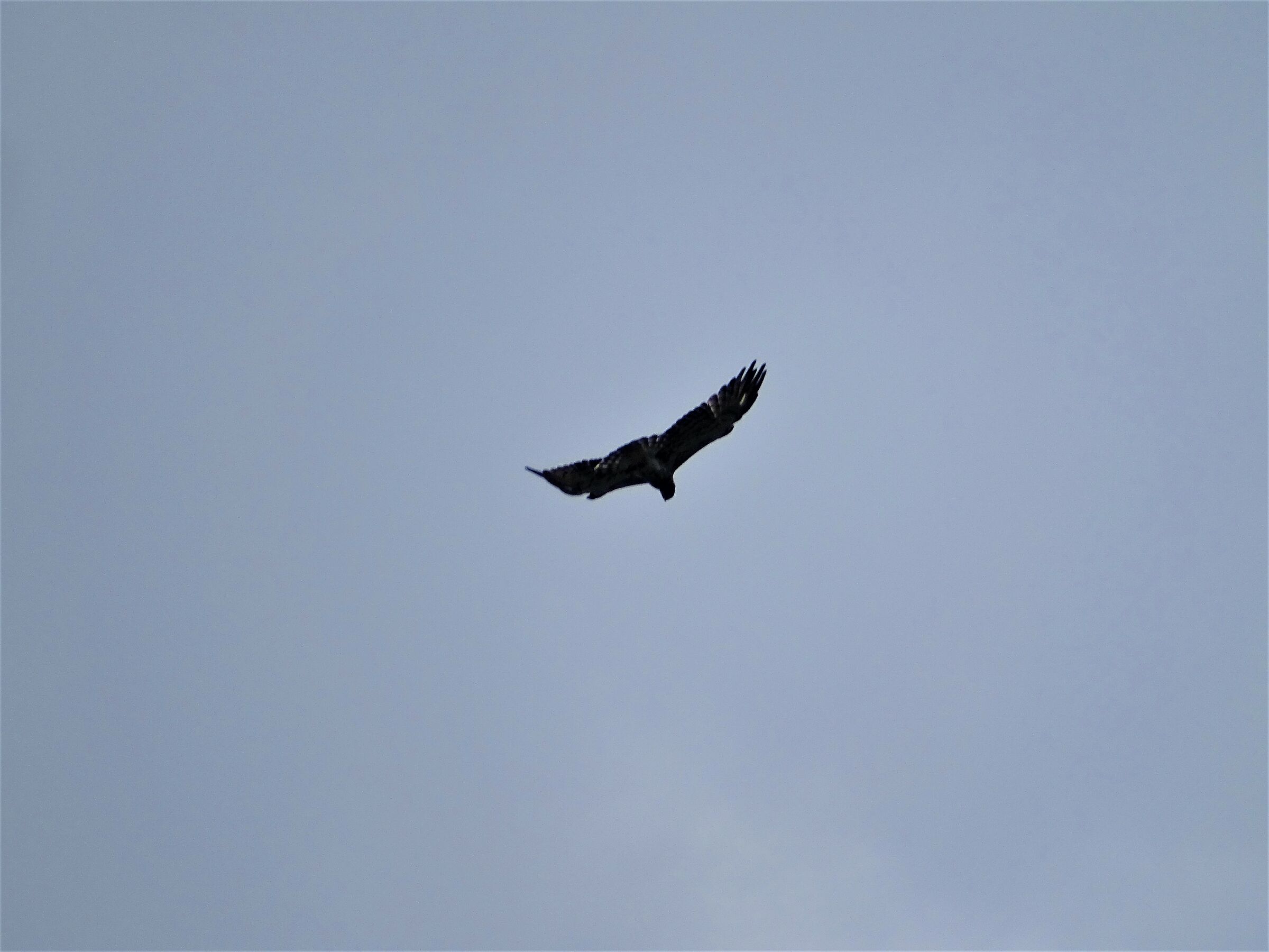acquila di montagna in valle stretta..
