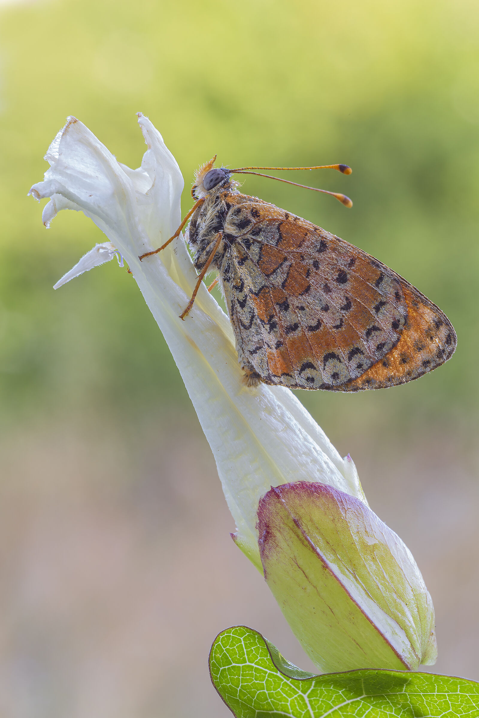melitaea didyma in fiore