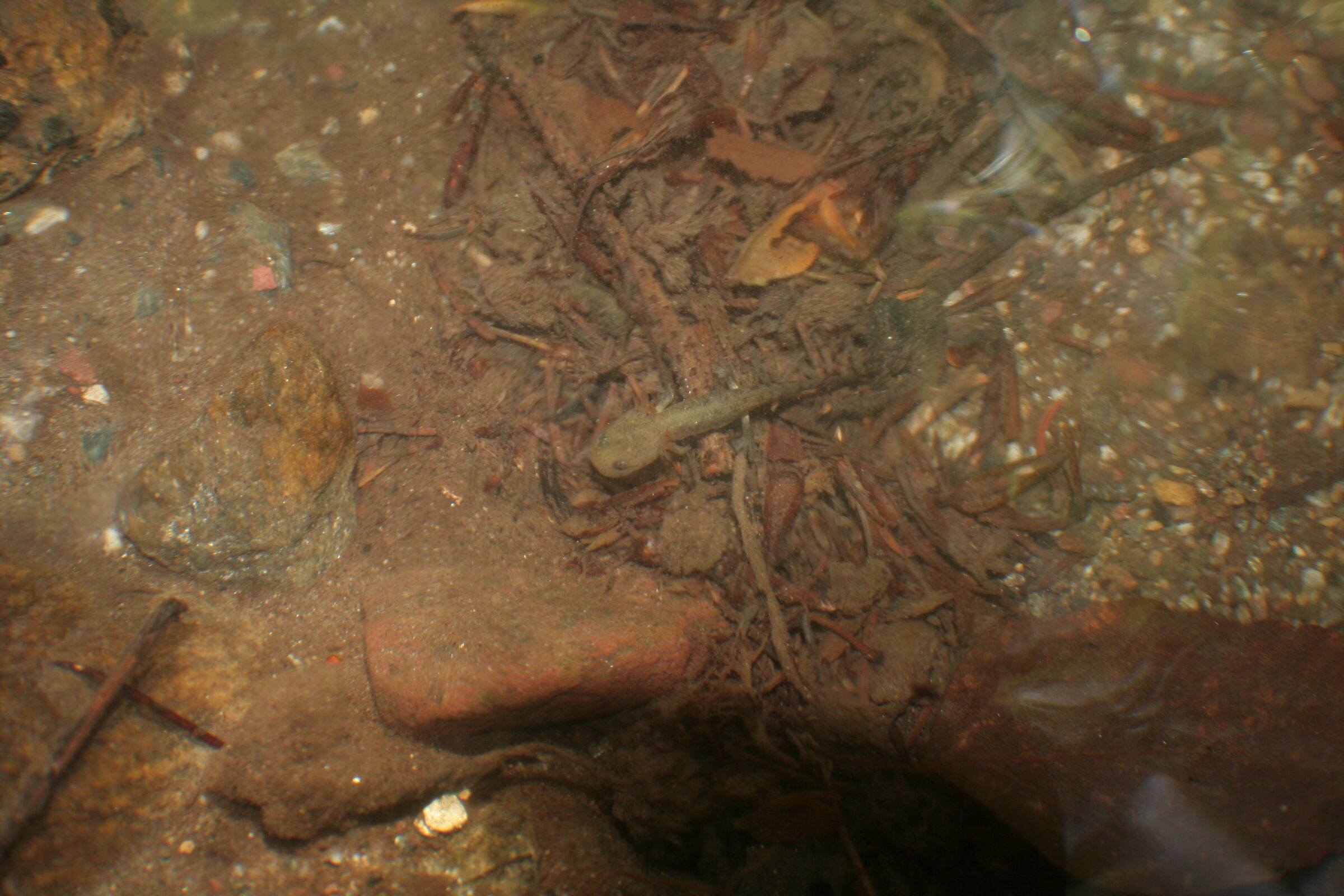 Pied-out Salamander or Yellow Salamander