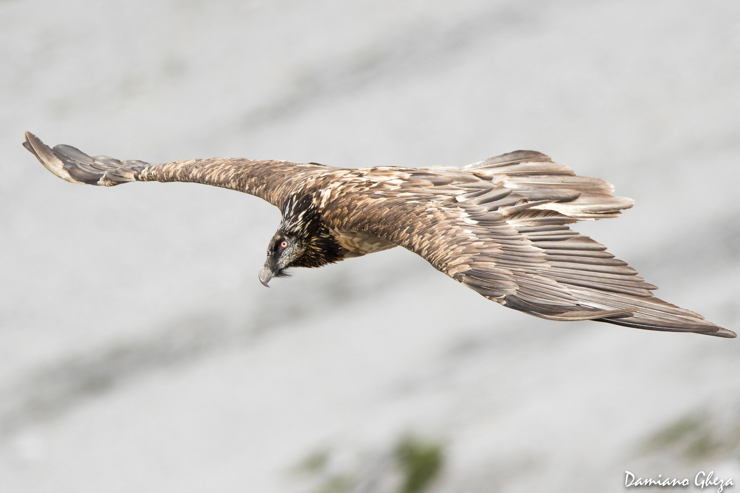The imposing bearded vulst