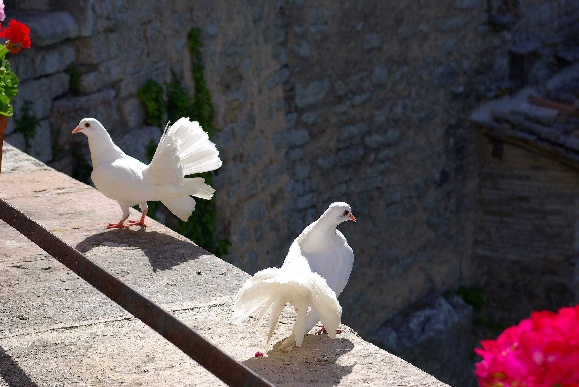 The greeting of the doves