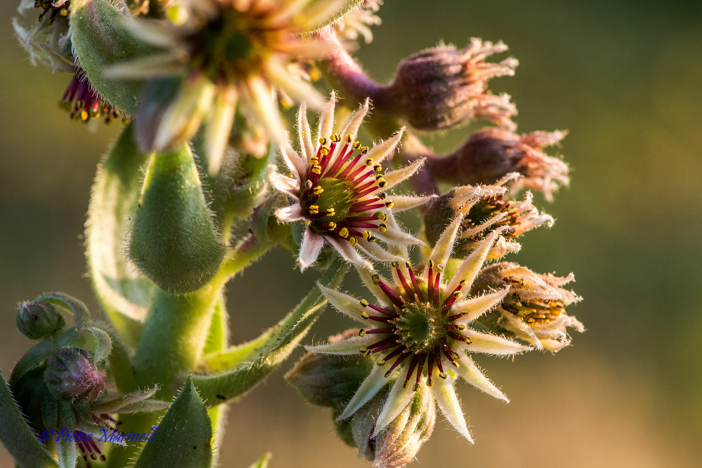 cactacea- Val D'Aosta