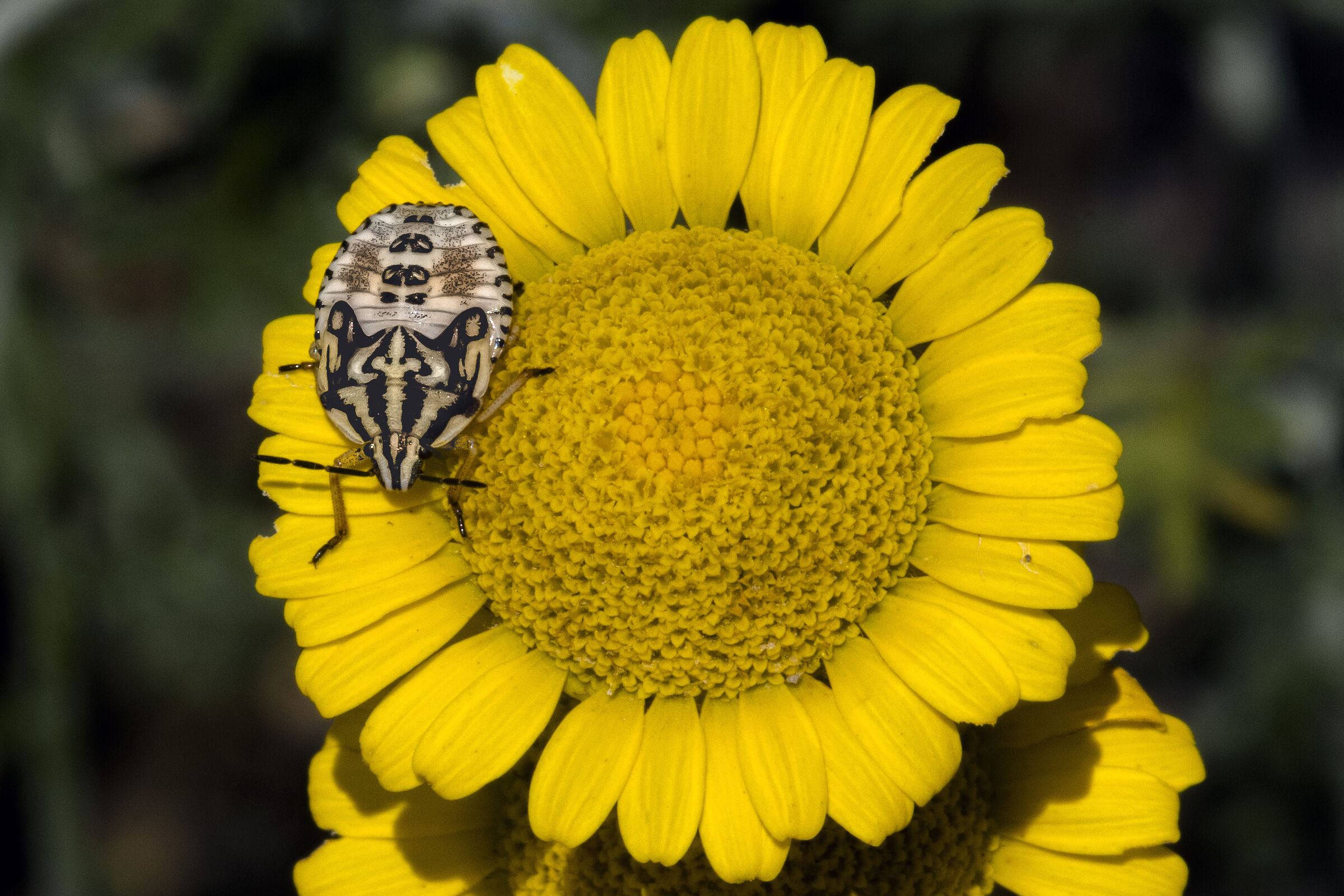 Carpocoris mediterraneus - ninfa