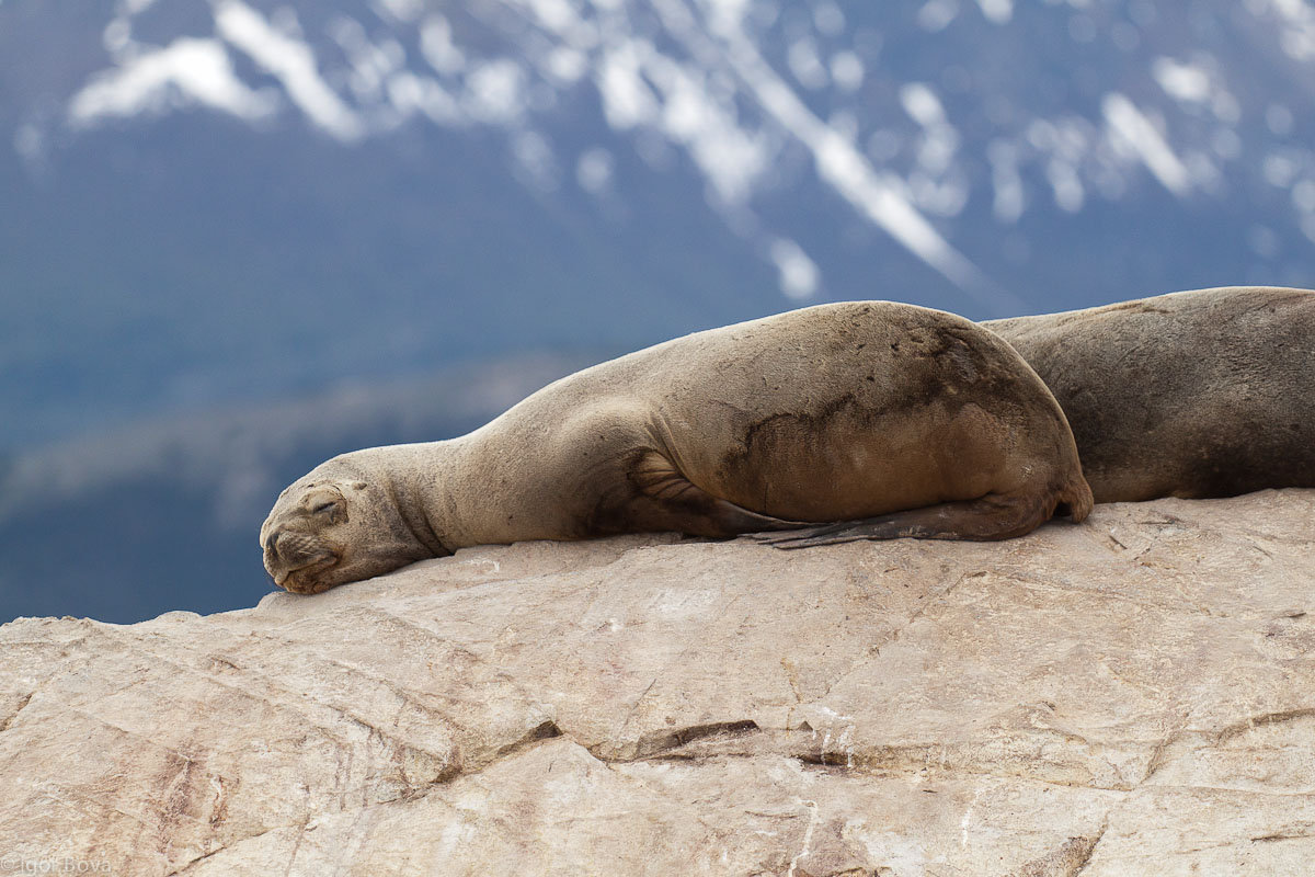A marine leoncina sleeps on his rocky islet ...