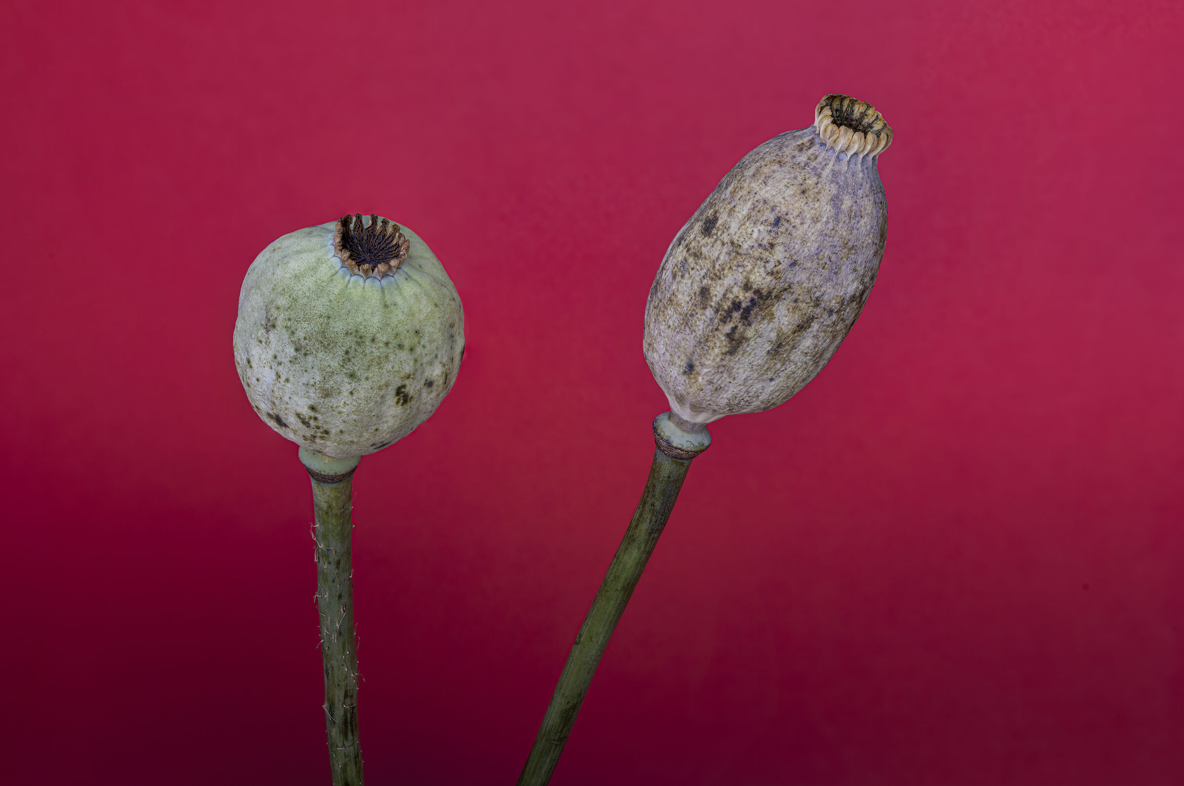 Papaver somniferum, il papavero da oppio