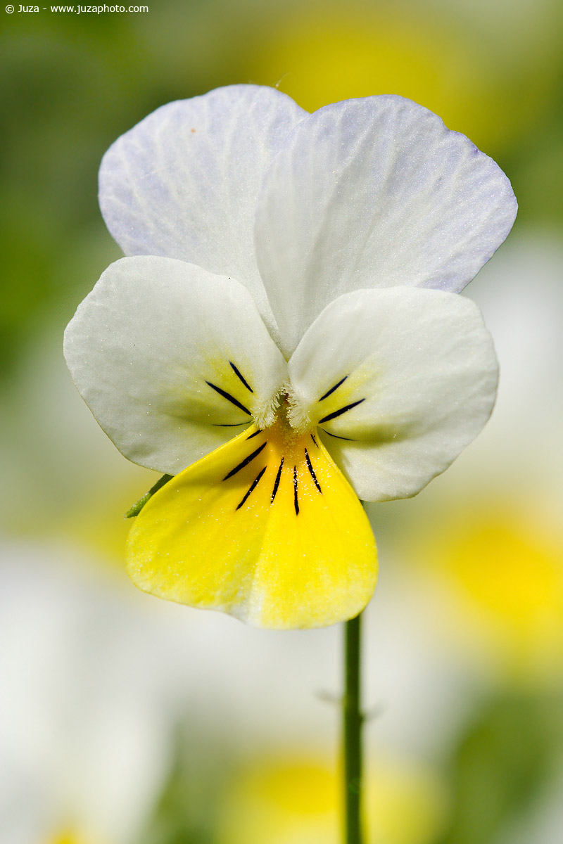 Viola tricolor, 001326