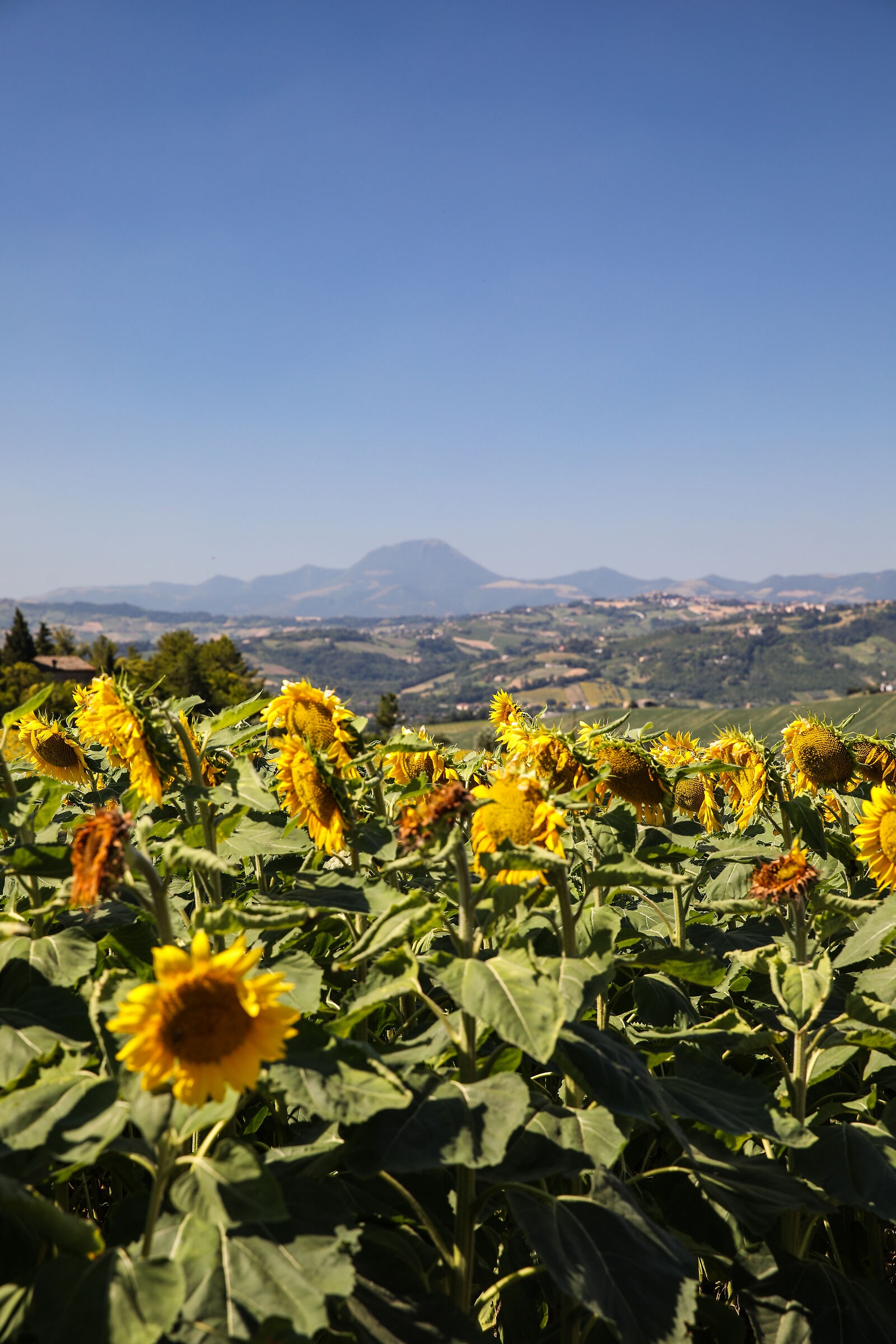 Sunflowers and San Near