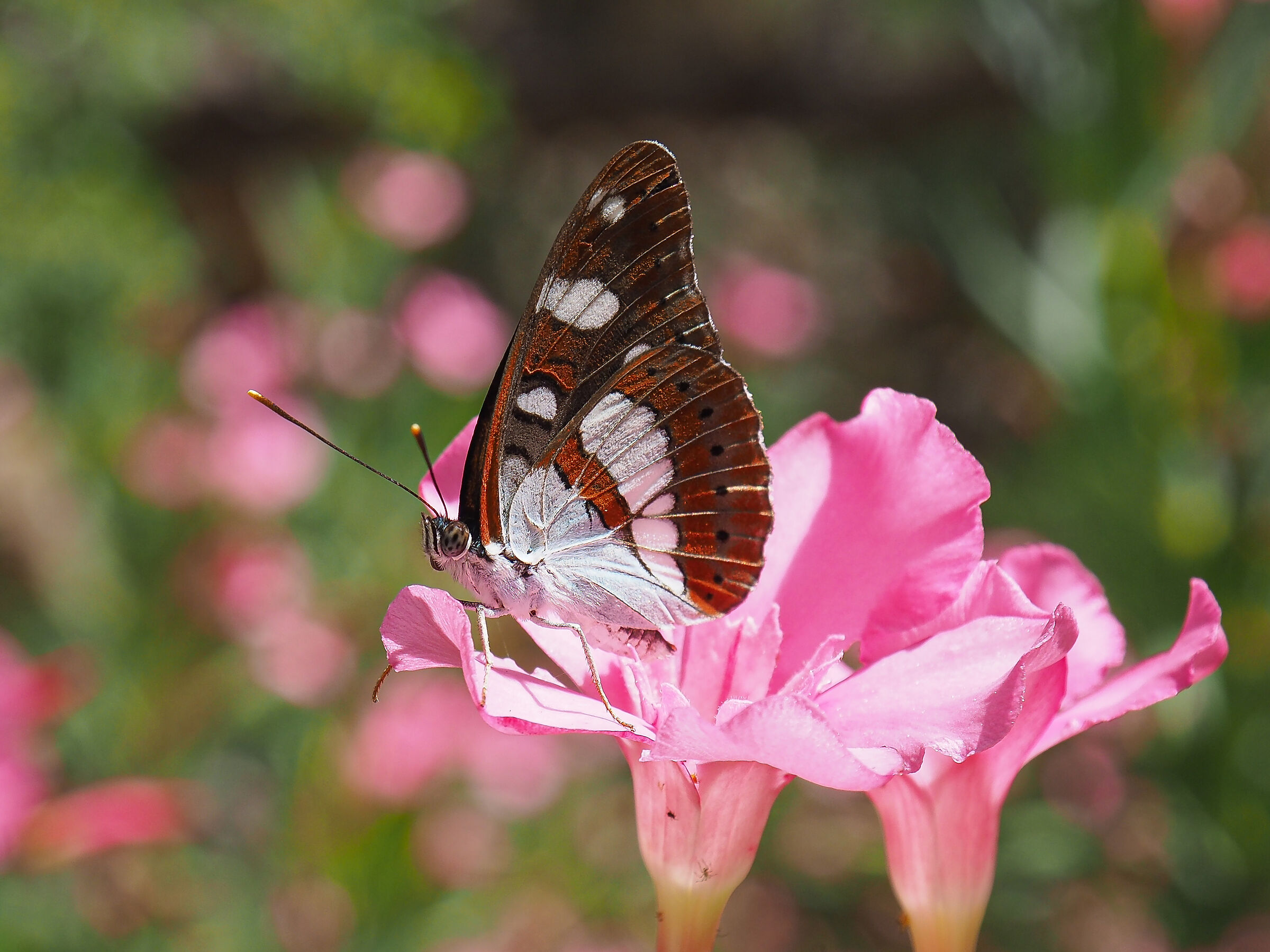 On the oleander flower