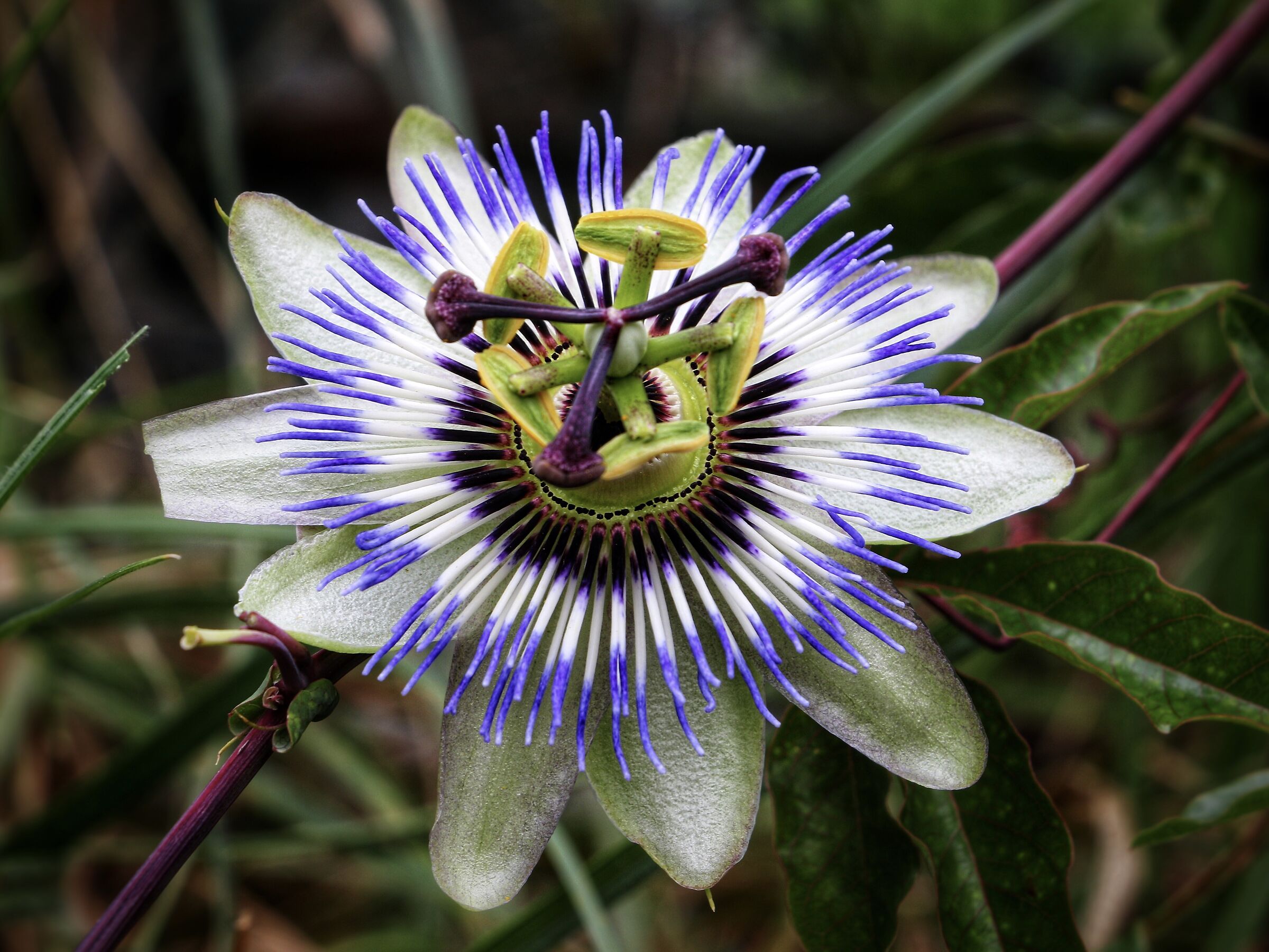 Passiflora incarnata
