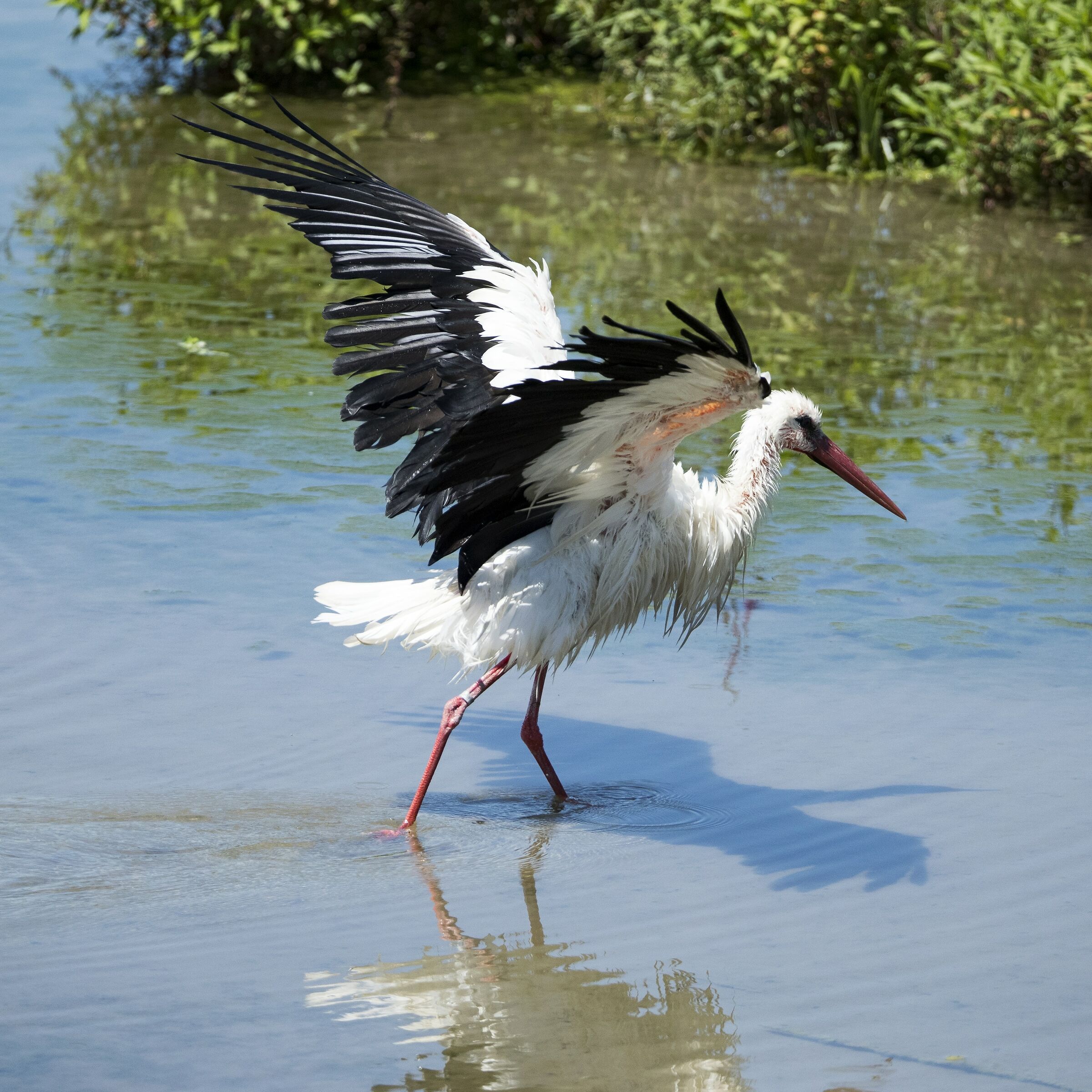 Stork