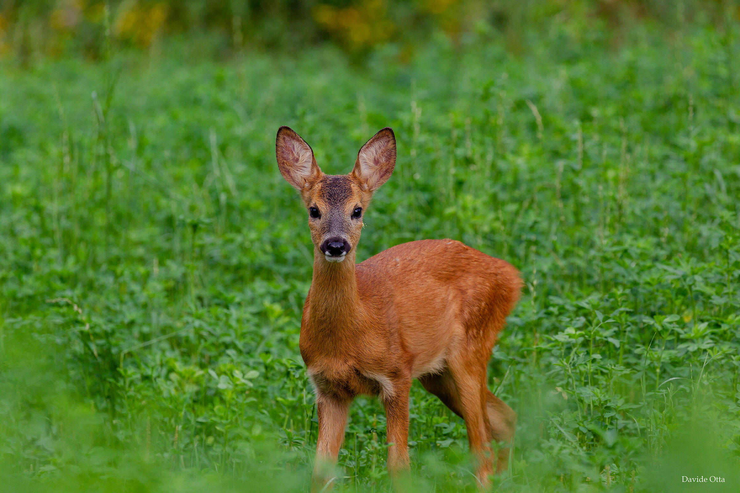 Cucciolo Intraprendente