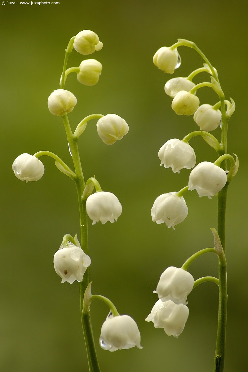Convallaria majalis, 000052