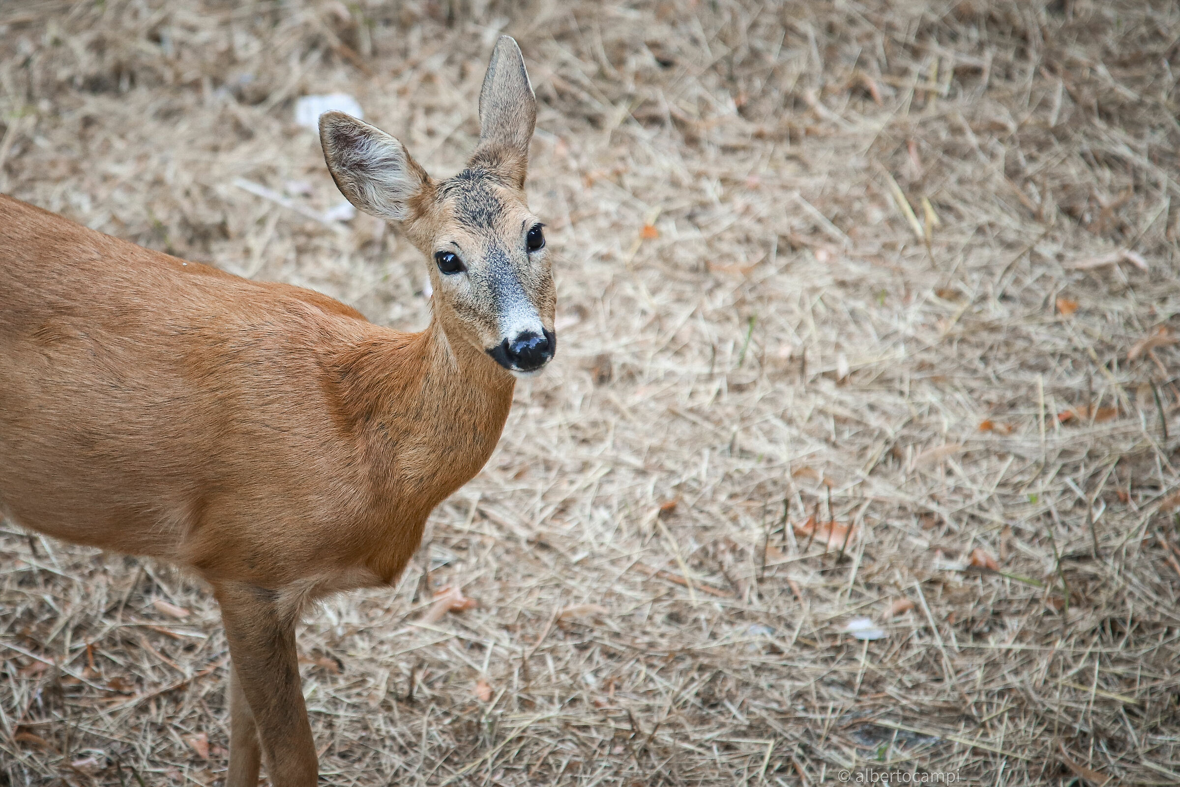 Mom roe deer
